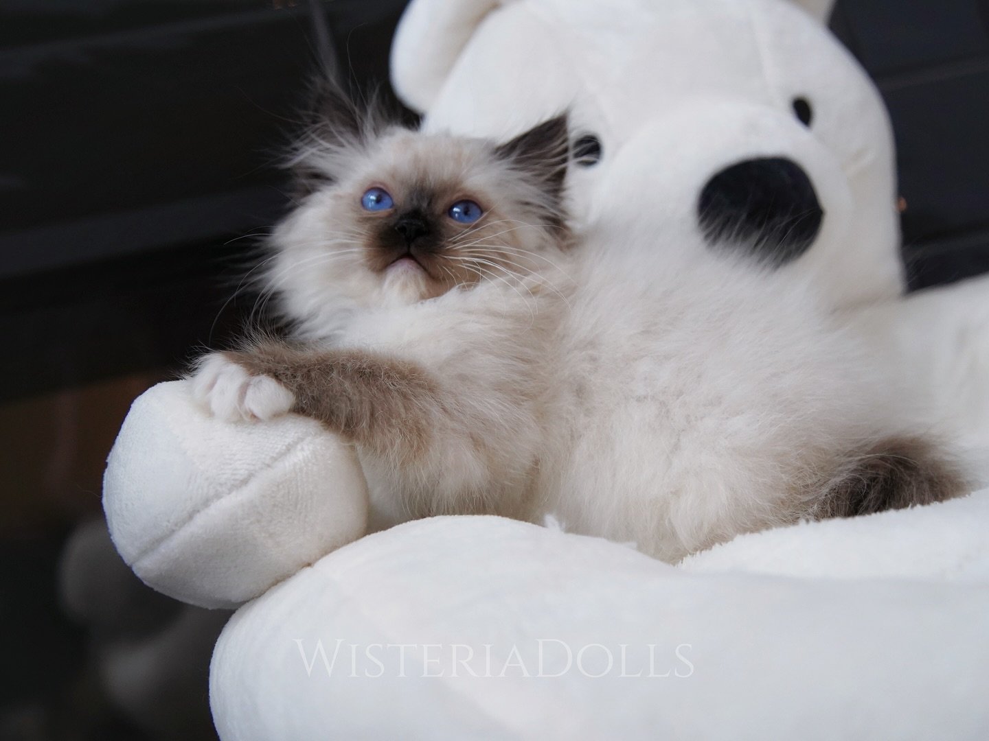 Peach&rsquo;s baby girl who got grandmother Winnie&rsquo;s eyes.
Maybe I should give her more time to develop. She&rsquo;s an affectionate fluffy baby. Lucky girl will live with her brother together in their furrever home🏠😽🐾
.
.
.
WisteriaDolls.co