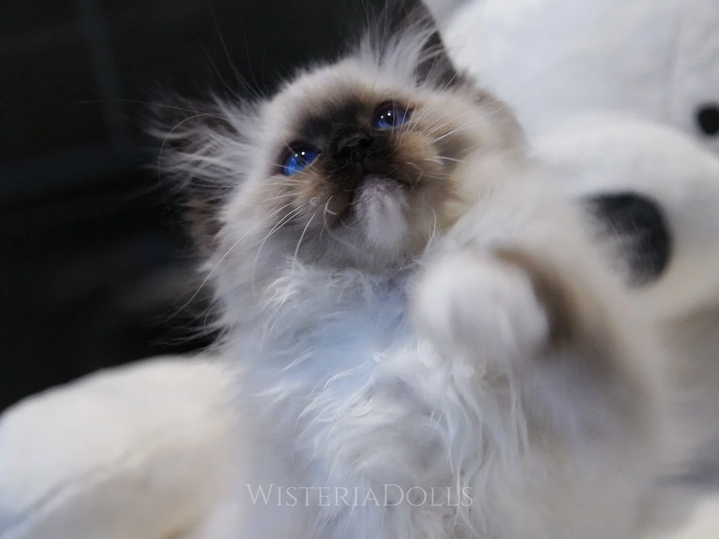 We have a lovely seal mitted boy available from Peach X Romanee. He is a sweet and affectionate lil bud who loves following me around. Will be ready to go on Jan 1st.
DM me if interested!
.
.
.
.
.
.
WisteriaDolls.com
.
.
.
.
.
.
#ragdoll #ragdollcan