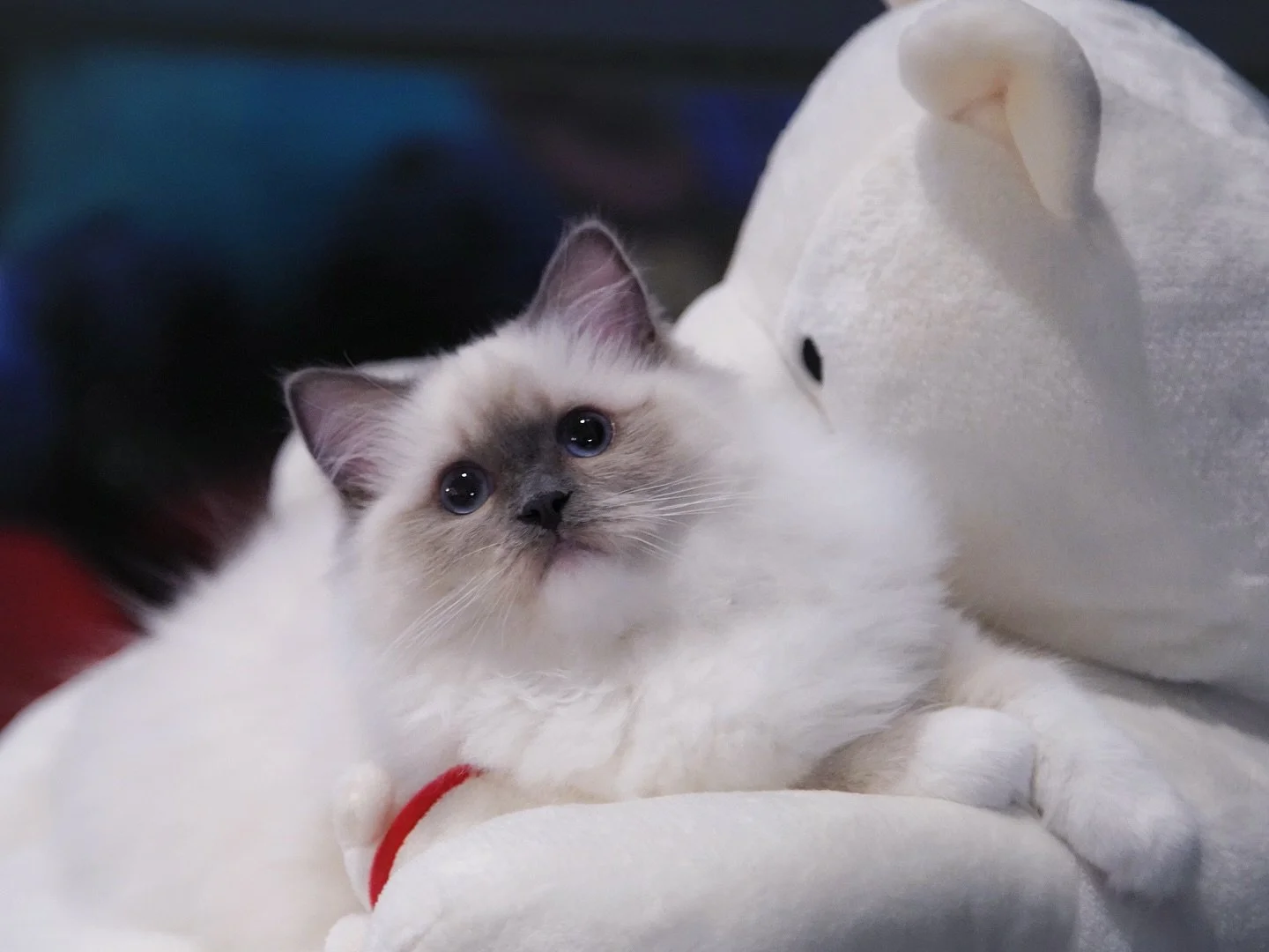 This beautiful girl needs some naming inspirations. Any ideas?
She will fly to meet her human tomorrow.😽😽😽
Lovely girl from Romanee X Moraine. She got mommy&rsquo;s innocent face.
.
.
.
.
#ragdoll #bluemitted #ragdoll_cats_of_insta #ragdollkitten 