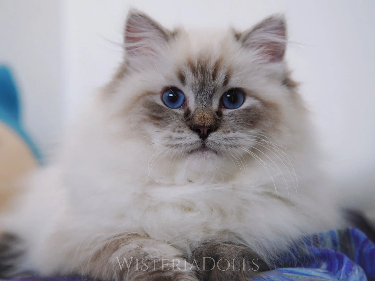 Our lovely future King Misty&hellip; Now is in his fluffy winter coat.
Can&rsquo;t believe he was just a tiny runt baby back to August. Some just need a bit more time then they would shine✨ 
.
.
.
.
🤍WisteriaDolls Don&rsquo;t Point Me Off🤍
Aka Mist