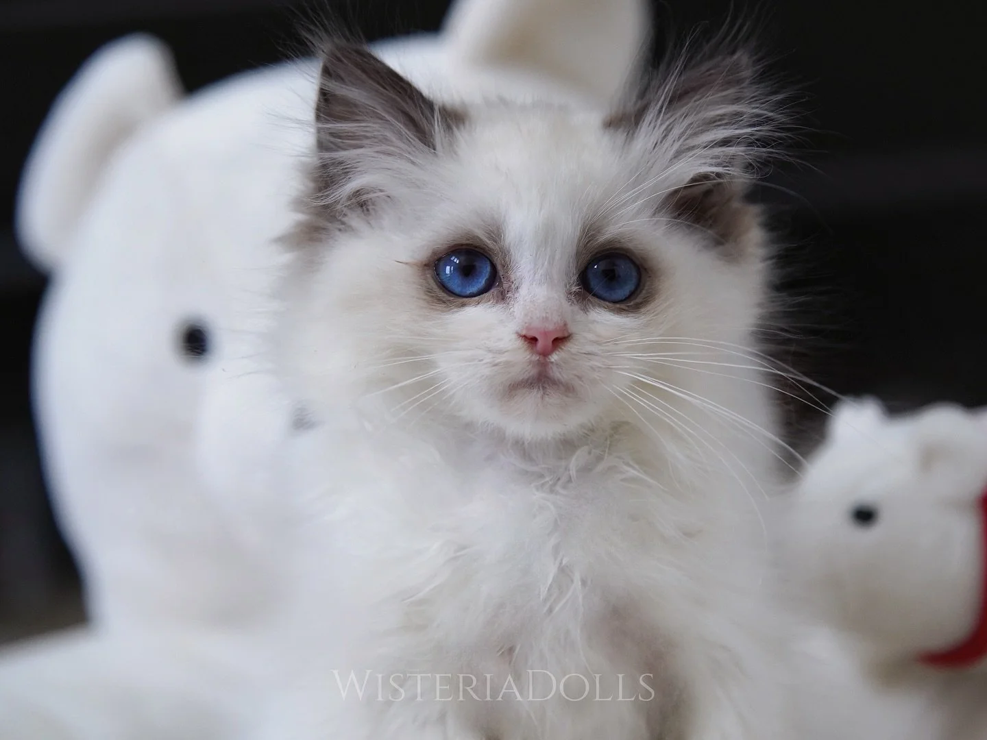 Good evening Ragdoll lovers in Manitoba.
We have a special needs kitten looking for his furrever home.
He is a seal bicolor kitten from Peach X Romanee. The runt of the litter who I thought he couldn&rsquo;t make it. He is a fighter. Dr checked his h