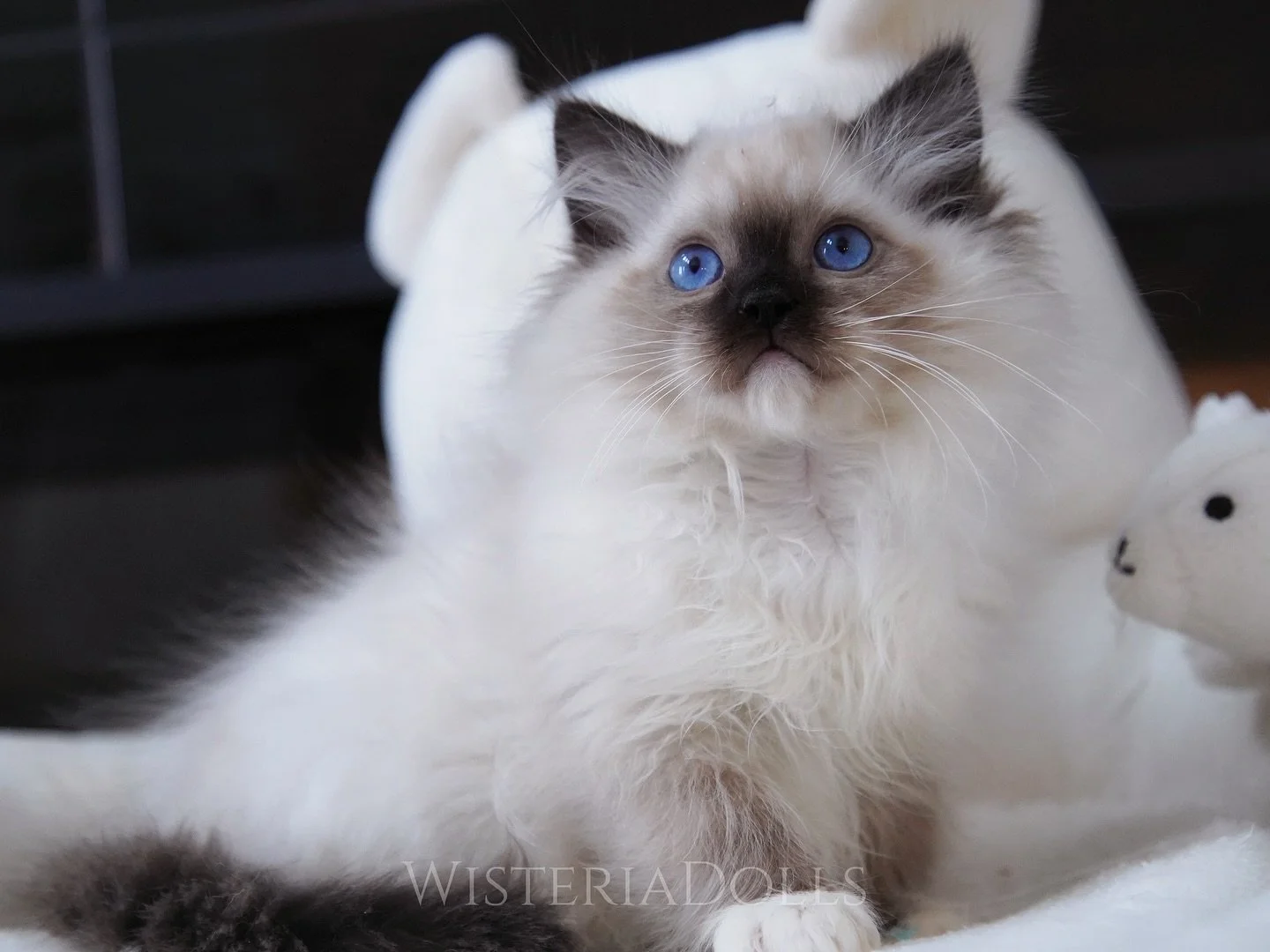 Pretty girl and her lil brother😽
They will go to their furrever home together. Human mom decided to take two. How wonderful they can grow up together and never be apart.🩵💜🩵💜
.
.
.
.
.
.
.
.
WisteriaDolls.com
.
.
.
.
.
.
.
#ragdoll #ragdollkitten