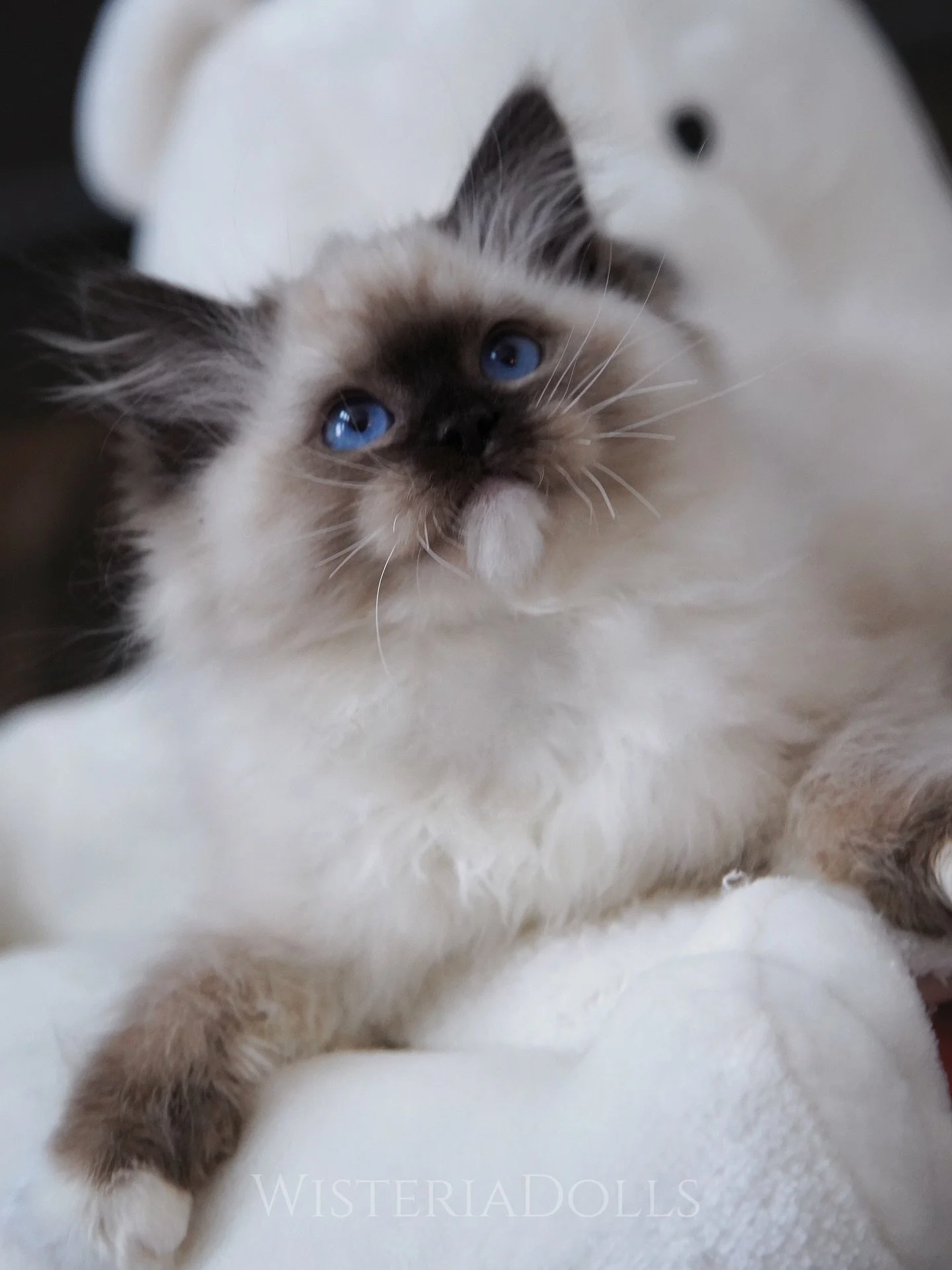 Handsome seal mitted boy <3
Kinda in love with this attention seeker.
Reserved. It&rsquo;s getting closer to meet his furrever family!
.
.
.
.
.
.
#ragdoll #kitten #ragdollkitten #ragdollcat #cat #kittenlove #kitten🐱 #sealmitted