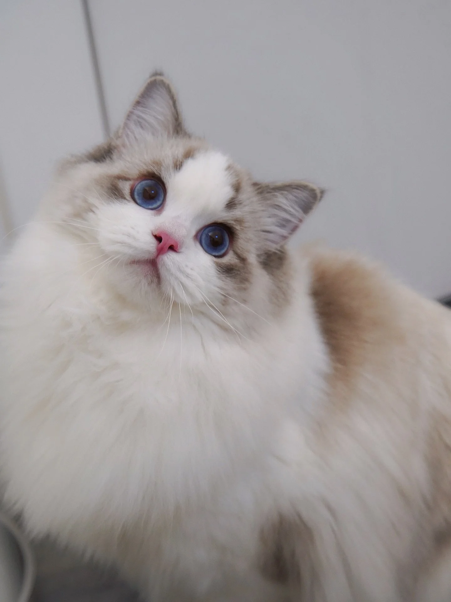 Our future King Obee.
He&rsquo;s such a gorgeous lil bud only 7mo but already a giant boy. 
Love him so much🩵🩵🩵
.
.
.
.
.
.
.
.
Marlcreek One ov Eh Kind
AKA Obee
.
.
.
WisteriaDolls.com
.
.
.
.
.
.
.
.

.
#ragdoll #ragdollcat #ragdollkitten #kitte