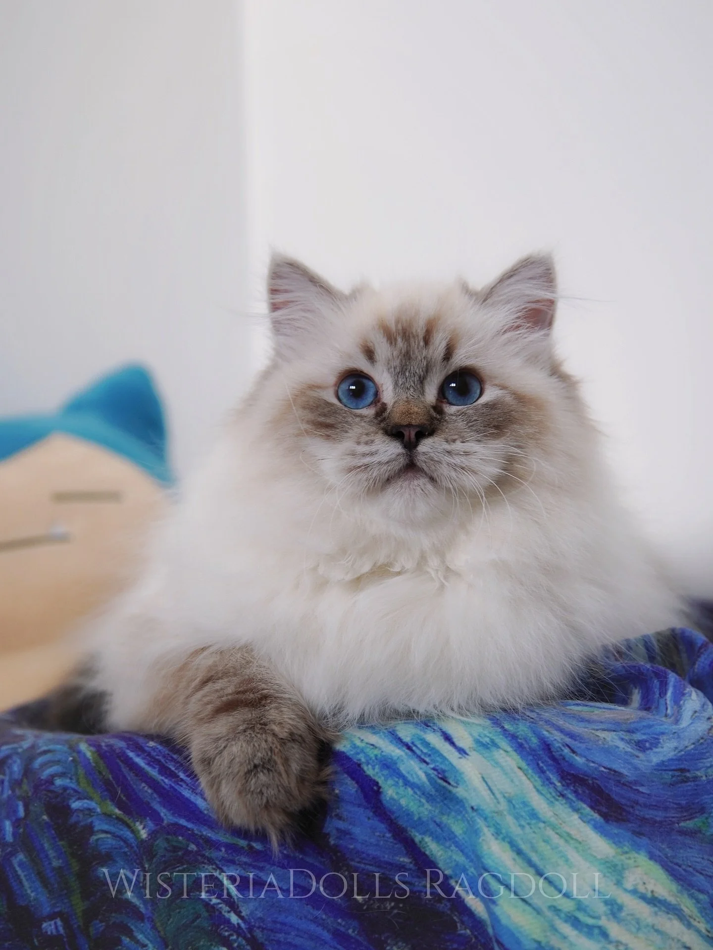 Today&rsquo;s meowdel Misty - Yes he&rsquo;s asking for food🩵🤍🩵🤍
.
.
.
.
.
.
.
.
.
.
WisteriaDolls Dont Point Me Off
Seal lynx colorpoint 
.
.
.

WisteriaDolls.com
.
.
.
.
#ragdoll #ragdollkitten #ragdolllovr #ragdollcat #lynxpoint #ragdolllovers