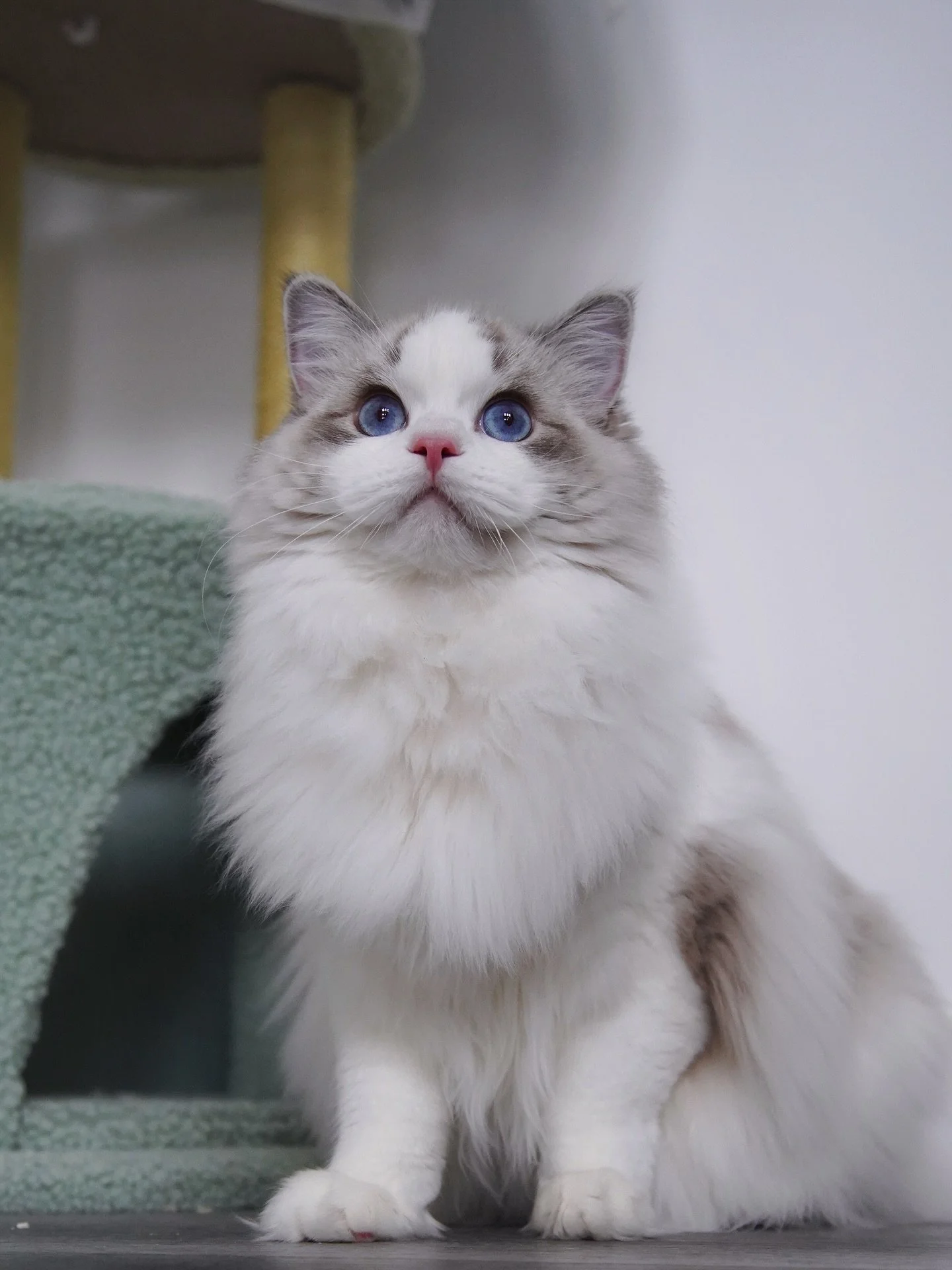 My lil boy is turning into a handsome young stud.
Can&rsquo;t wait to see his babies this year! As a lynx lover I can&rsquo;t believe we only had one lynx baby born (Misty) in past three years. Painting job is a myth💘
.
.
.
.
.
.
.
.
.
.
.
.
.
.
#ra