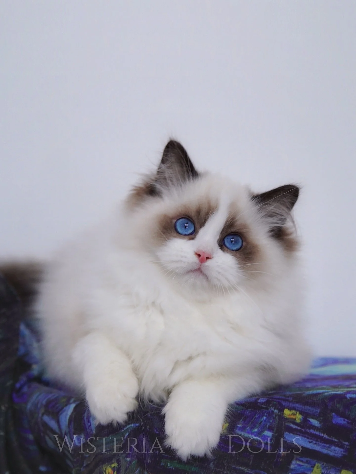 Lovely Bao😽. Will meet his human parents next weekend!
.
.
.
.
.
.
.
.
.
#ragdoll #ragdollworld #ragdollcat #ragdollkitten #kitten #kittenlove #kittenoftheday