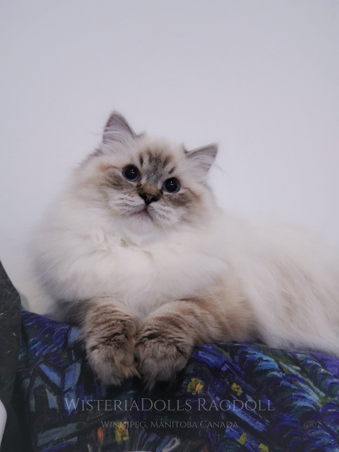 🩵✨2000 followers in our IG journey✨🩵
Your support for our ethical breeding Ragdolls means the world. Here to the beauty of slow growth, trusted connections, and many more fluffy adventures ahead😽💘
.
.
Share some cute pictures of our future Prince