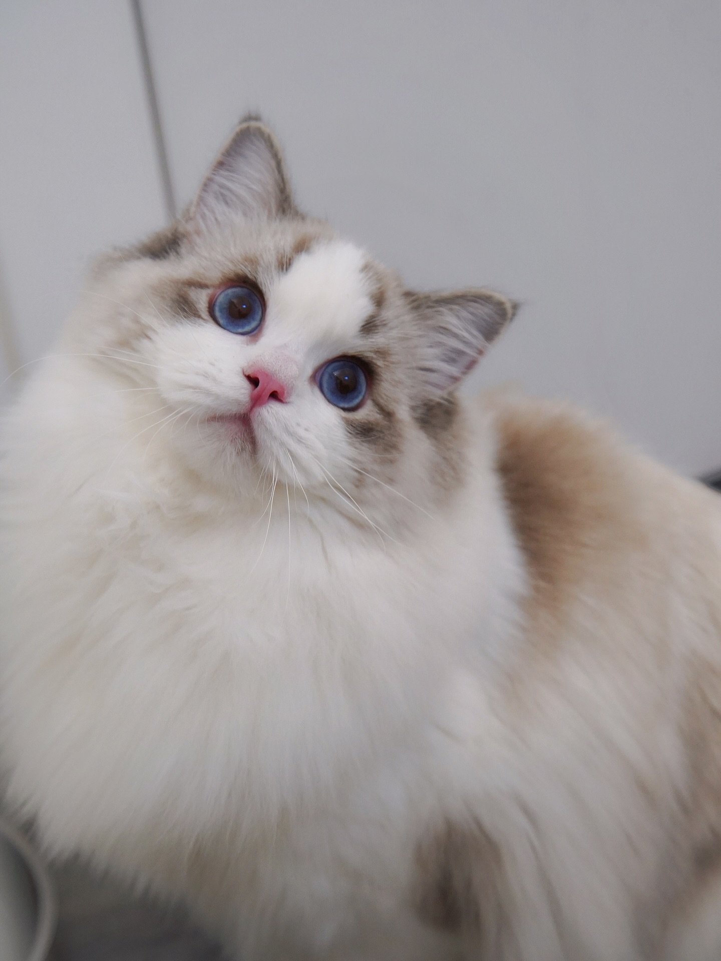 Our future King Obee.
He&rsquo;s such a gorgeous lil bud only 7mo but already a giant boy. 
Love him so much🩵🩵🩵
.
.
.
.
.
.
.
.
Marlcreek One ov Eh Kind
AKA Obee
.
.
.
WisteriaDolls.com
.
.
.
.
.
.
.
.

.
#ragdoll #ragdollcat #ragdollkitten #kitte