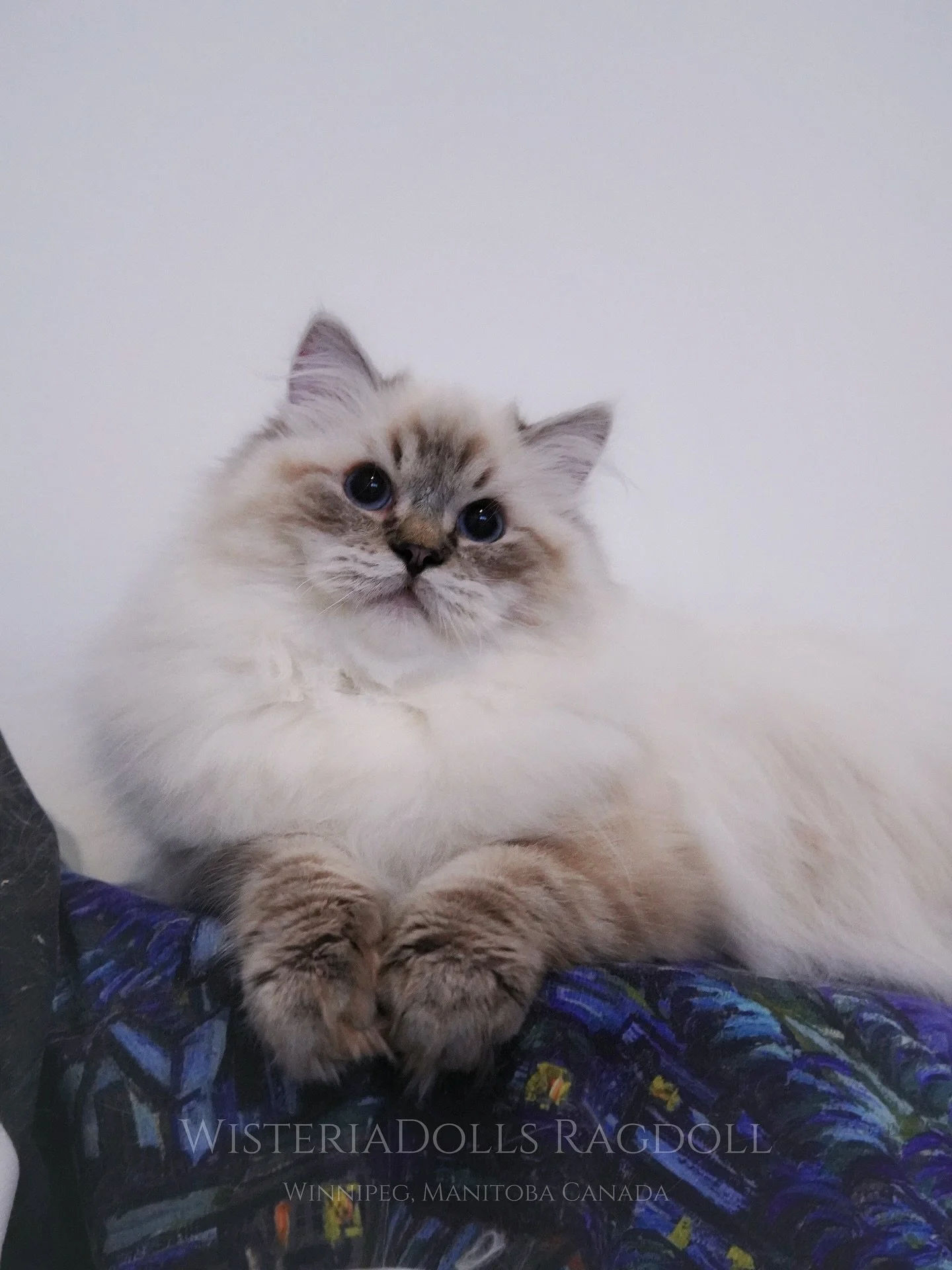 🩵✨2000 followers in our IG journey✨🩵
Your support for our ethical breeding Ragdolls means the world. Here to the beauty of slow growth, trusted connections, and many more fluffy adventures ahead😽💘
.
.
Share some cute pictures of our future Prince