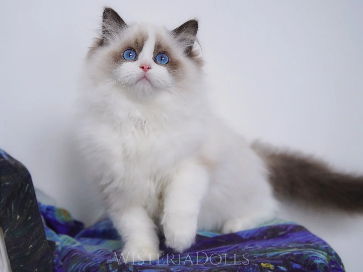 If you recently submitted an application form from our website. Please send me an IG or FB message. I got people told me my email replies always go to spam folder. We still have few spots on our spring/summer waiting list.
.
.
🤍🤍🤍
.
.
.
*Pic just 