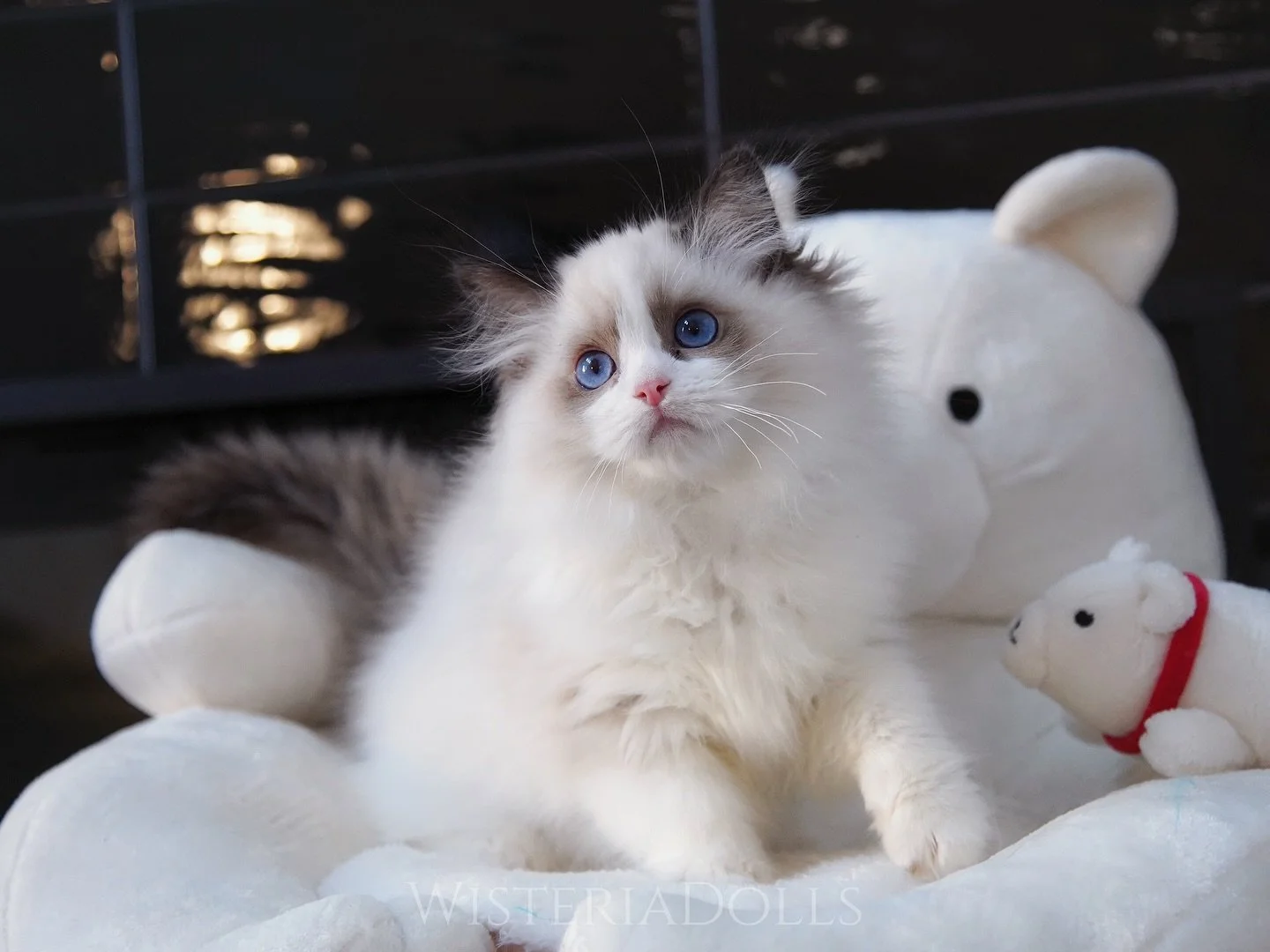 Pretty boy from Romanee X Peach.
He&rsquo;s the biggest one in the litter with full of curiosity and love.
.
.
.
.
.
#ragdoll #ragdollkitten #ragdollcat #kitten #kittenlove #cat #sealbicolor #wisteriadolls