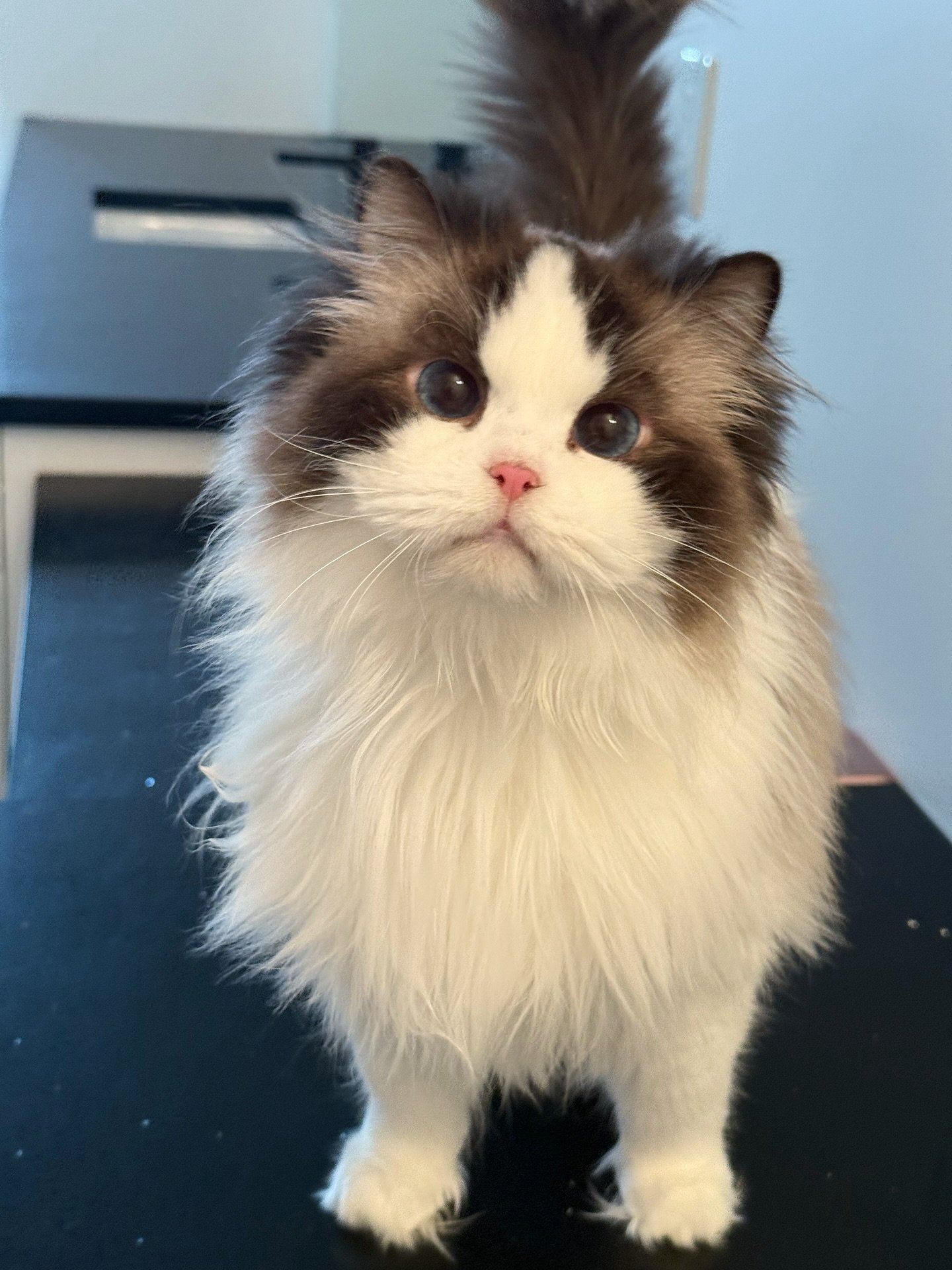 We recently put Talia with Romanee early March. I&rsquo;m so excited to see their babies later on!! Fingers crossed 🤞. Hopefully Talia can get pregnant.
Looks like the season starts very late this year&hellip;
#ragdoll #ragdollbreeder #ragdolllove #