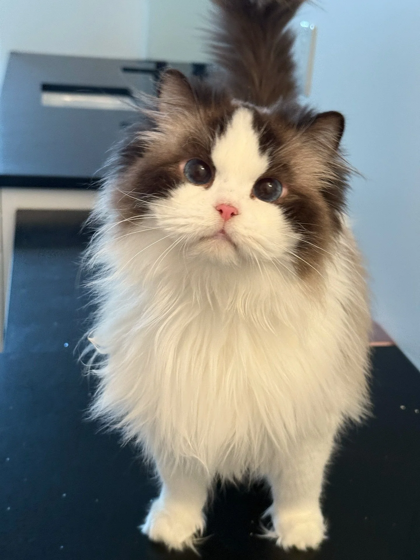 We recently put Talia with Romanee early March. I&rsquo;m so excited to see their babies later on!! Fingers crossed 🤞. Hopefully Talia can get pregnant.
Looks like the season starts very late this year&hellip;
#ragdoll #ragdollbreeder #ragdolllove #