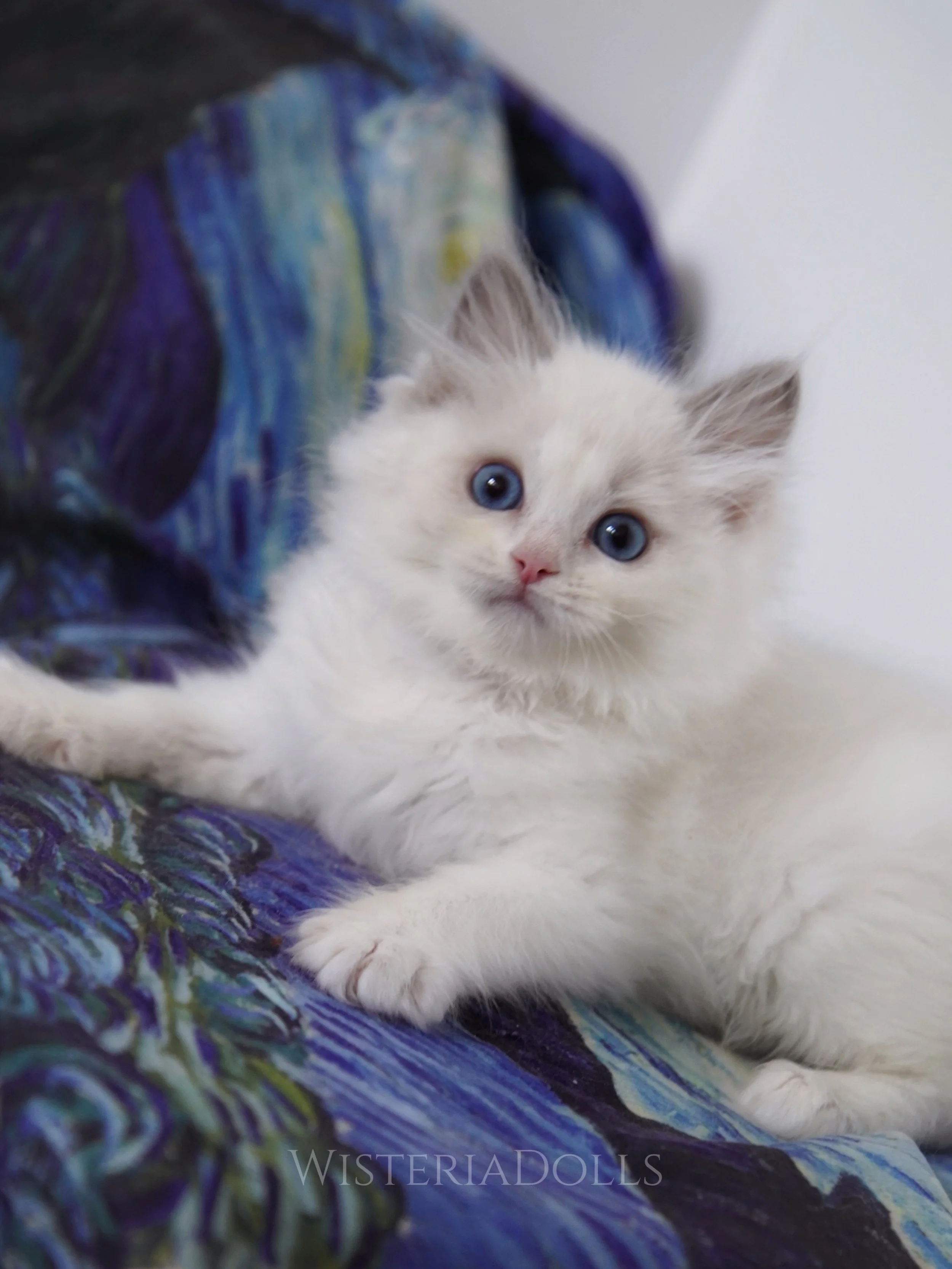 Here comes Lily X Romanee&rsquo;s baby boys!
Kitten selection starts at tomorrow. Don&rsquo;t forget to check your email if you are in our waitlist for Lily&rsquo;s blue boys. Time to pick some good names for them😽😽
#ragdoll #wisteriadolls #ragdoll