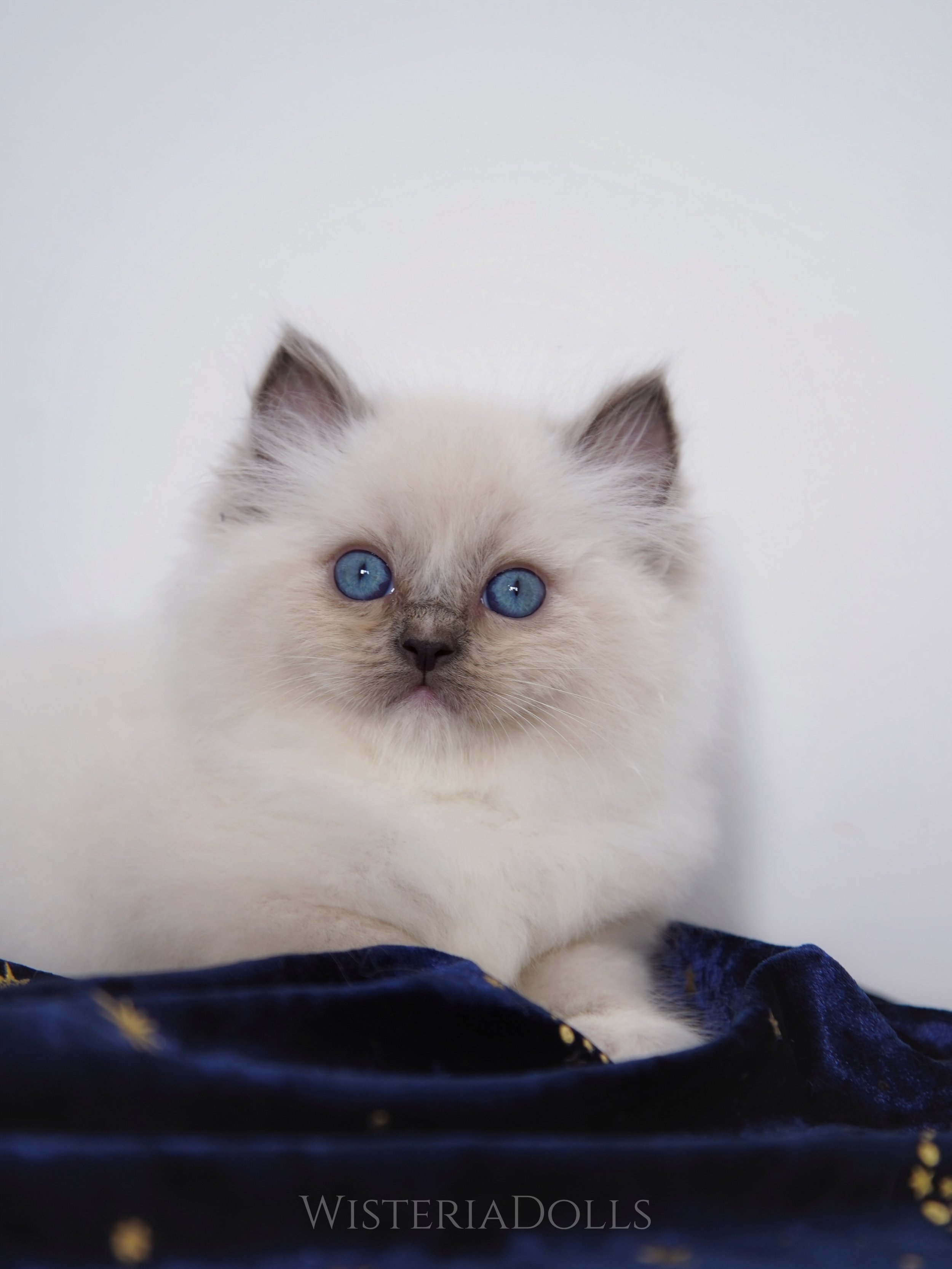 Baby boy🩵 Picture taken when he was 6 wks old. They grow up so fast!!
Proud parents are Usapurrs Romanee and Mirumkitty I like me better.