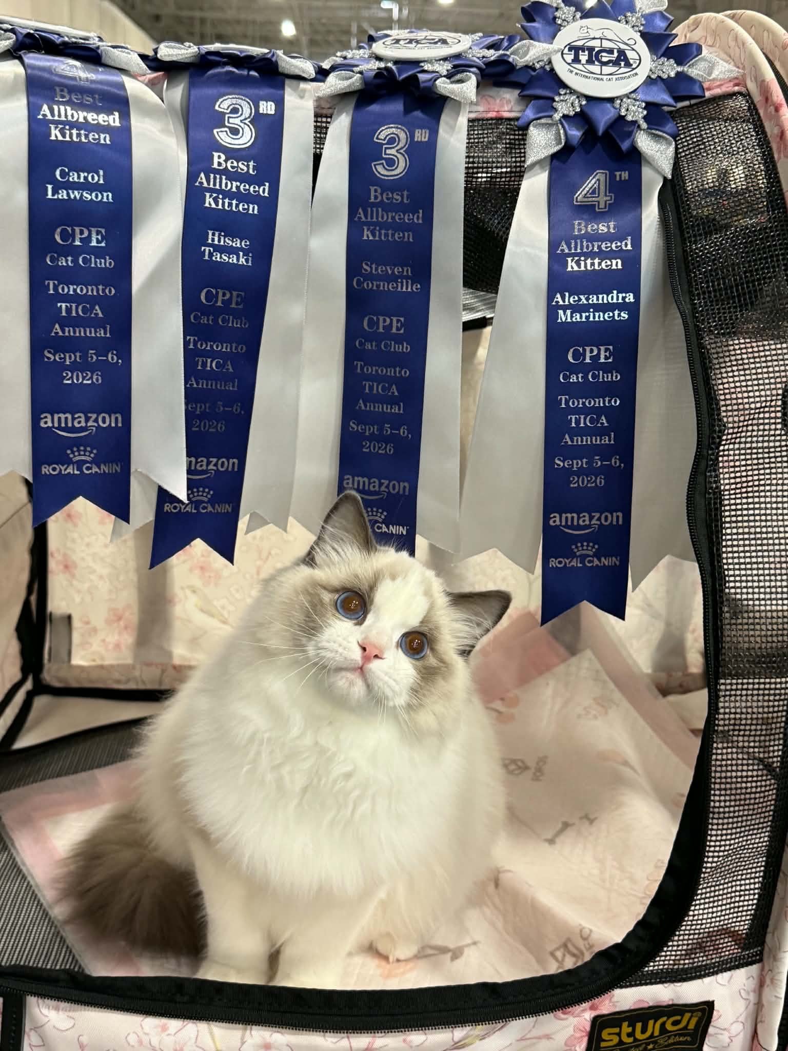 Introducing our new addition Luca. Who just had a wonderful weekend at TICA 2026 annual. It was a fabulous show with over 300 cats and kittens in different categories. Luca did wonderful as a 5 mo boy at his first show. Thank you to the judges who us