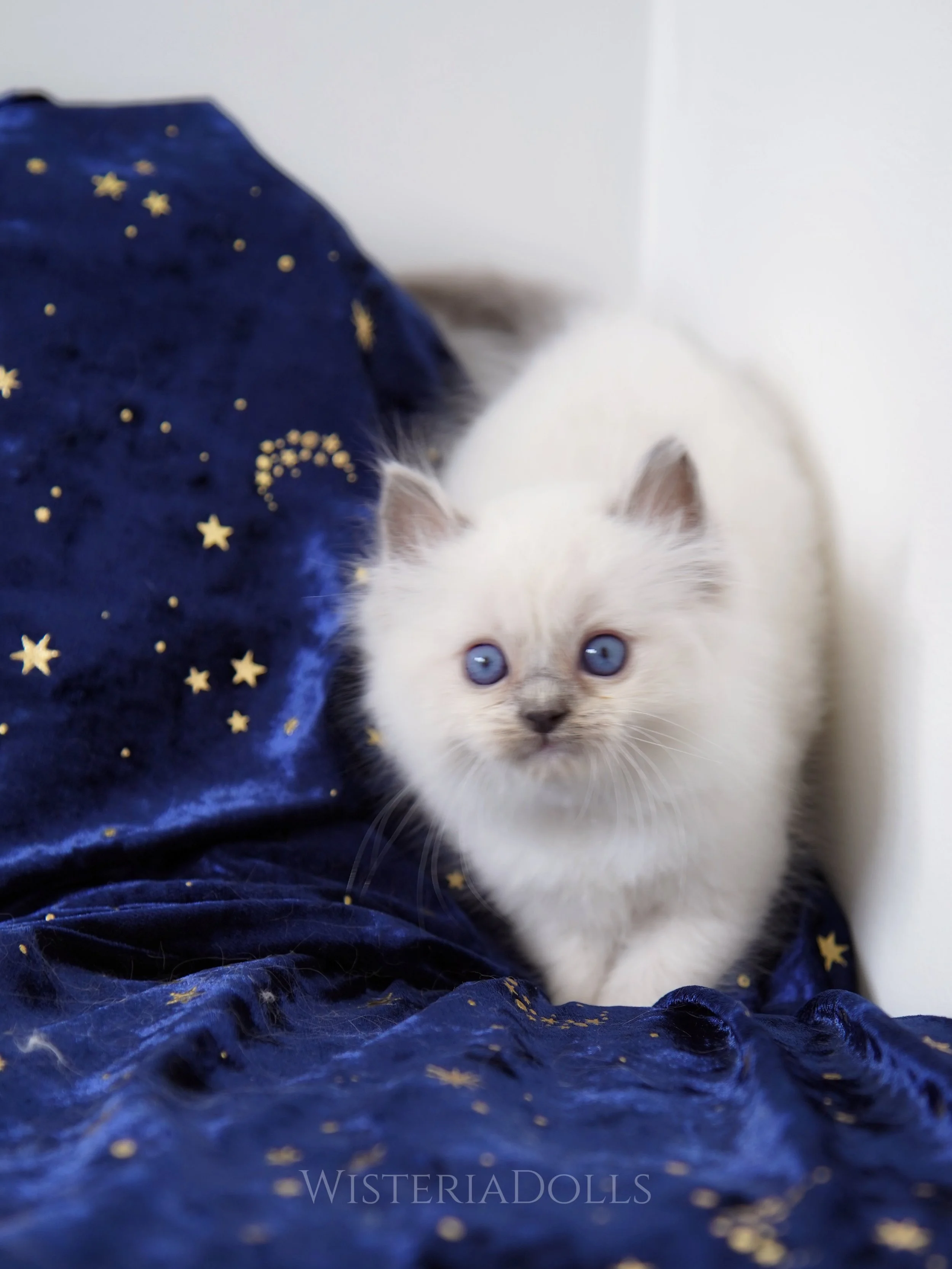 Love taking photos for our babies😚. One of Lily&rsquo;s babies. He has a sweet playful soul that always meows for attention and cuddles. My lil purring machine🩵
.
.
Under evaluation
.
.
.
WisteriaDolls.com
.
.
#ragdoll #ragdollworld #ragdollkitten 