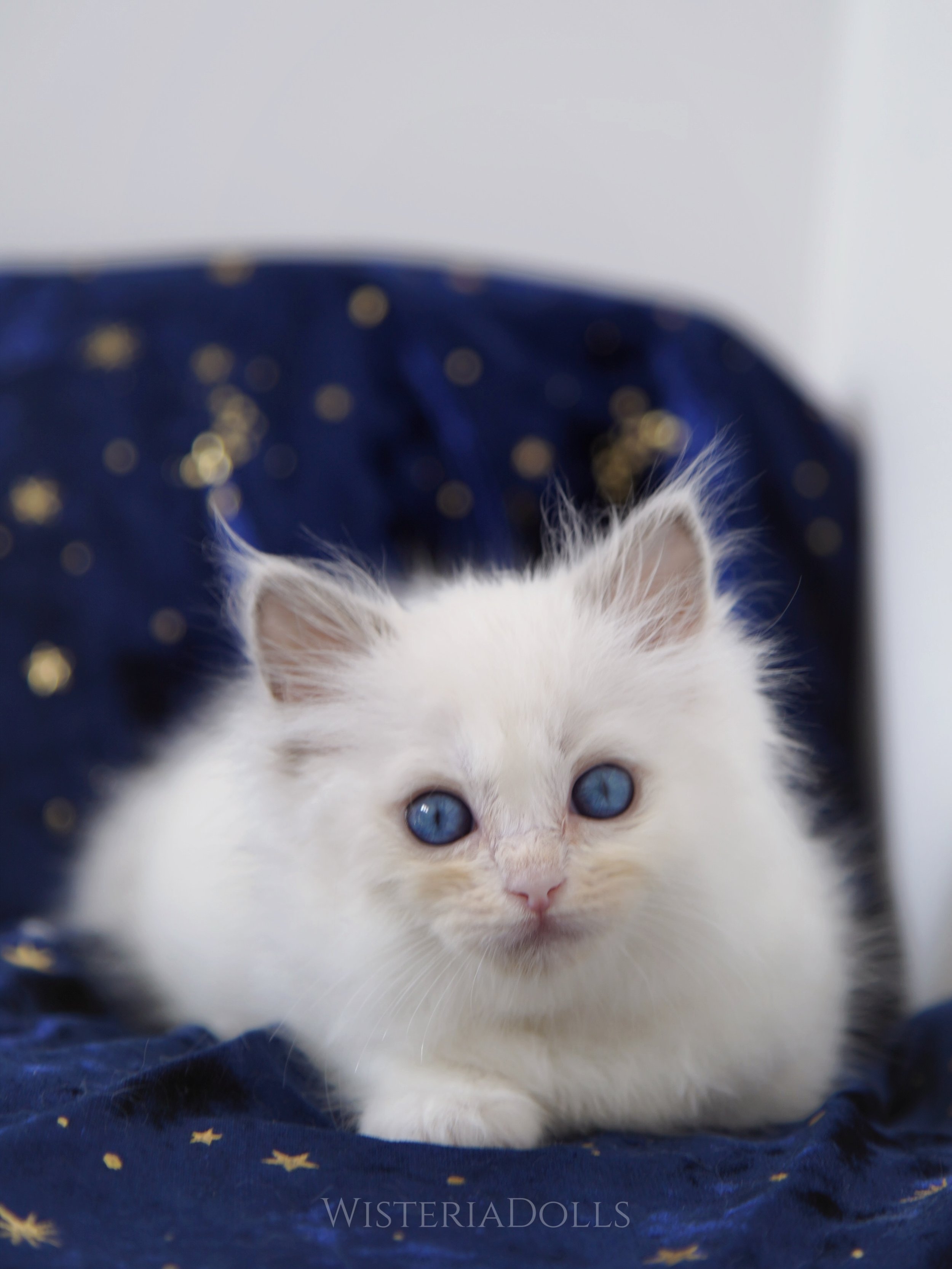 Looks like he is my only blue bicolor of 2026.
A charming and sassy blue bicolor boy from Usapurrs Romanee and Mirumkitty I like me better. 7 weeks old. I&rsquo;m exciting watching his development. He has the best silky coat that you can see from the
