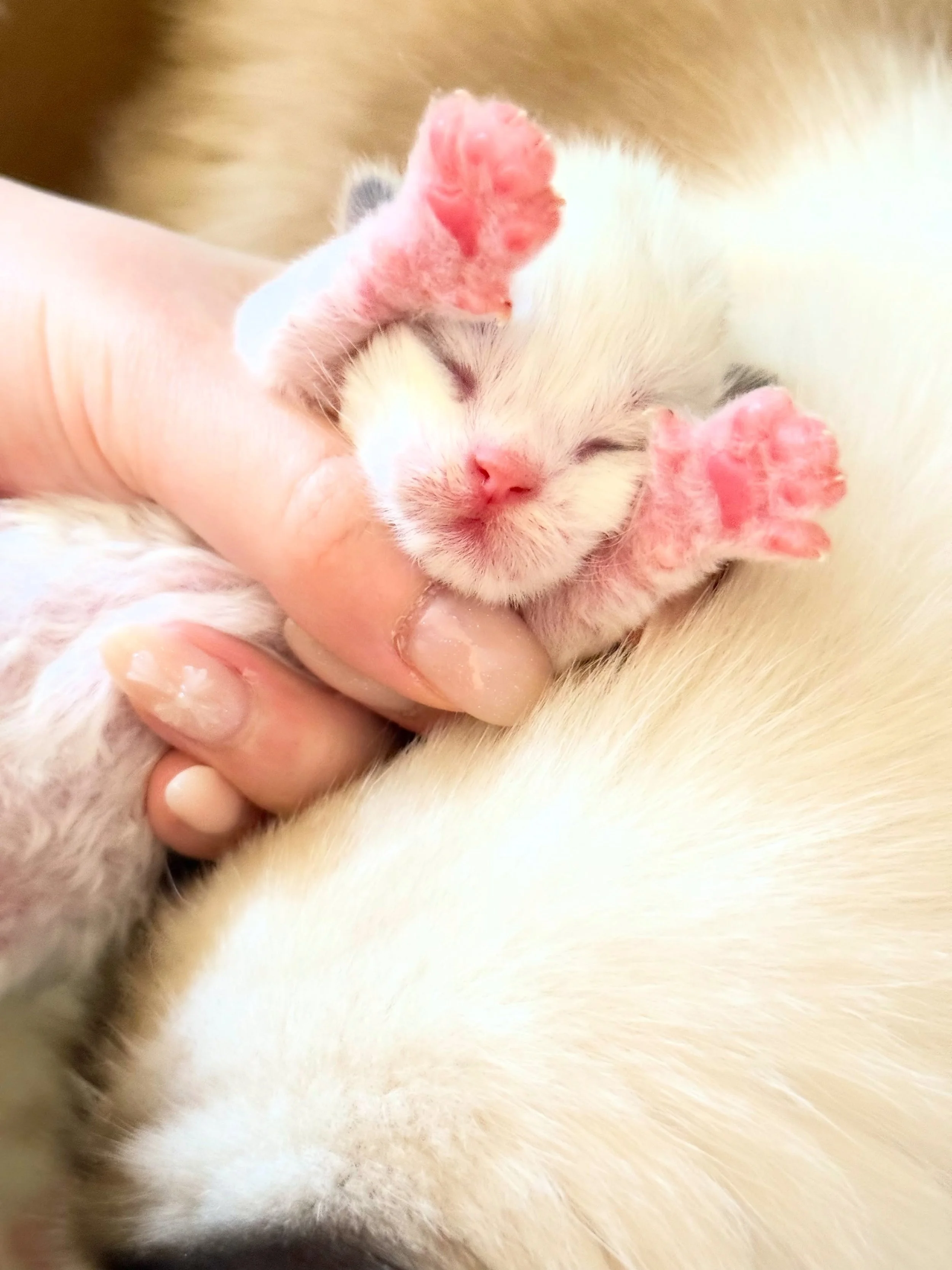🤍We have new kittens!🤍
Peach gave birth to 6 healthy and big babies on August 18th. 5 boys and 1 girl!
It&rsquo;s gonna be Romanee and Peach&rsquo;s final litter. They will both retire after this one.
We still have few spots left on the waitlist fo