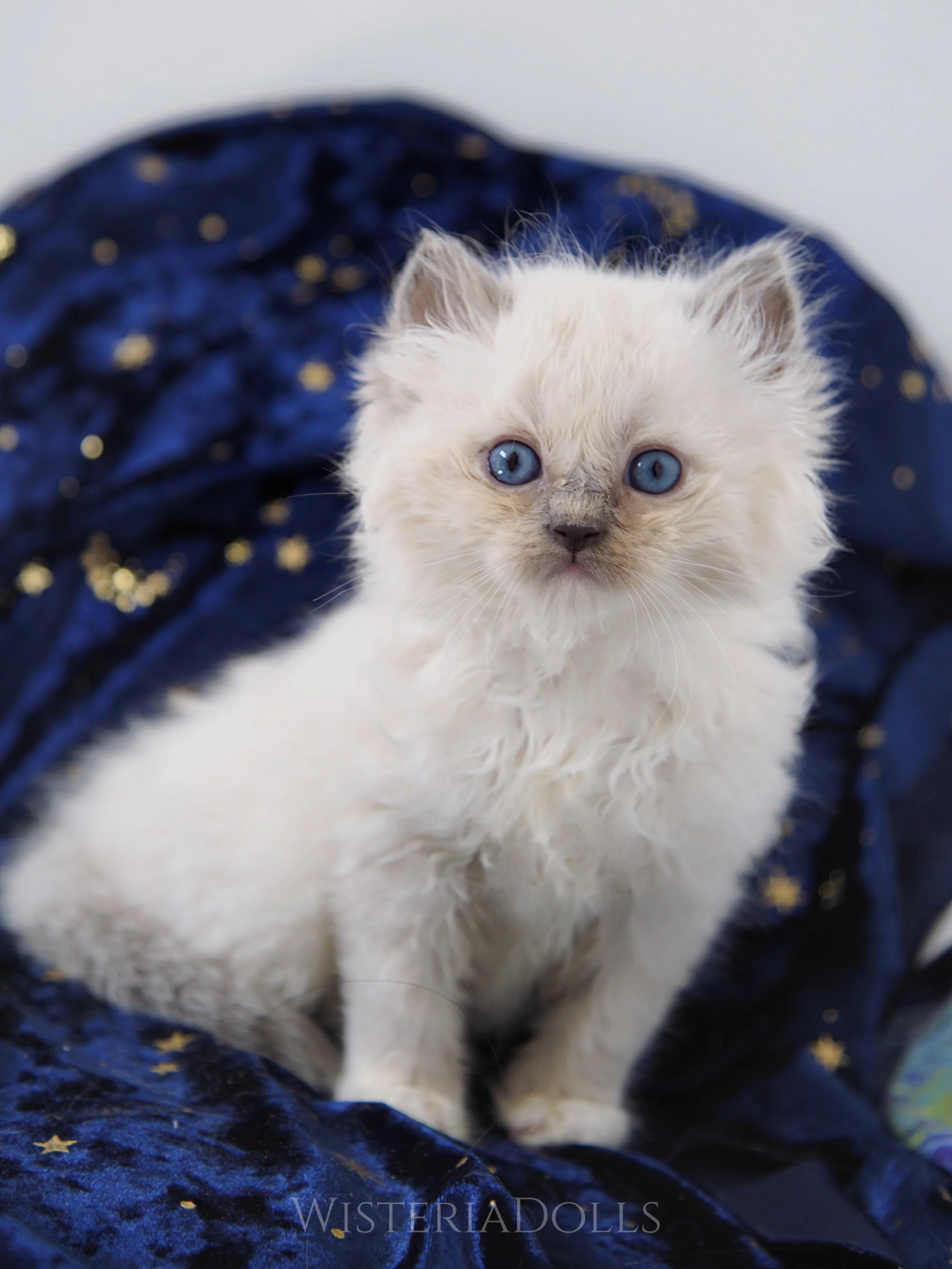 New babies!!!
Here&rsquo;s one of Romanee X Lily&rsquo;s July boy litter. He&rsquo;s the biggest and cuddles one🥰.
I just need a bit more time to bathe his other 3 brothers and do their photos next week. Apologies for the late replies &amp; updates.