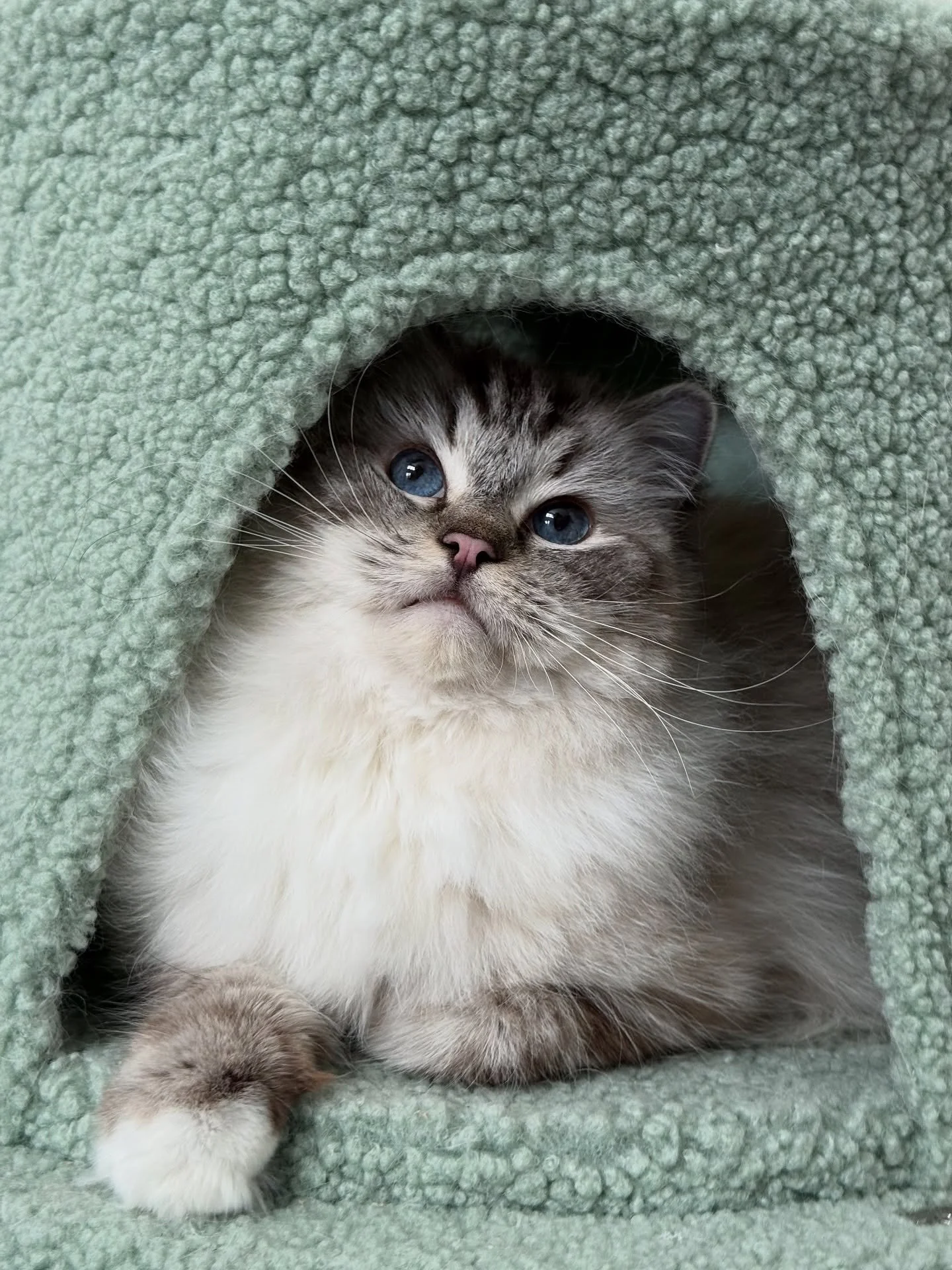 Our website was down. We are working on it and hopefully it will be fixed few days later.
We are expecting our first litter next week! Fingers crossed.
.
.
(Pic just for attention)