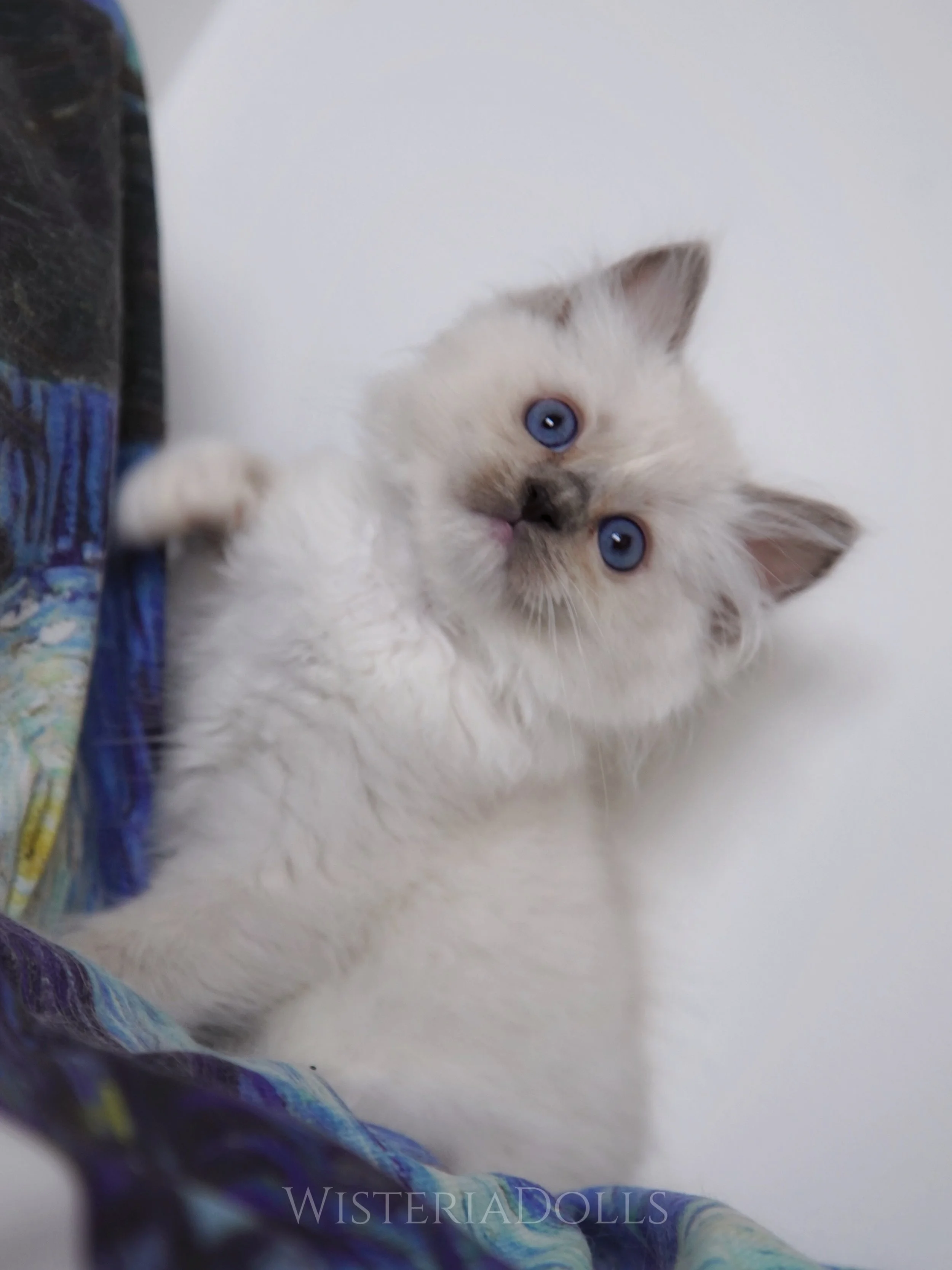 Wanna share some cute photos of this pet quality blue mitted boy with a blaze. He is spoken for. Gotta live with two new furry kitty friends in a wonderful furrever home.🩵
Kinda love this mischievous sweet little boy.
.
.
.
WisteriaDolls.com
.
.
#ra