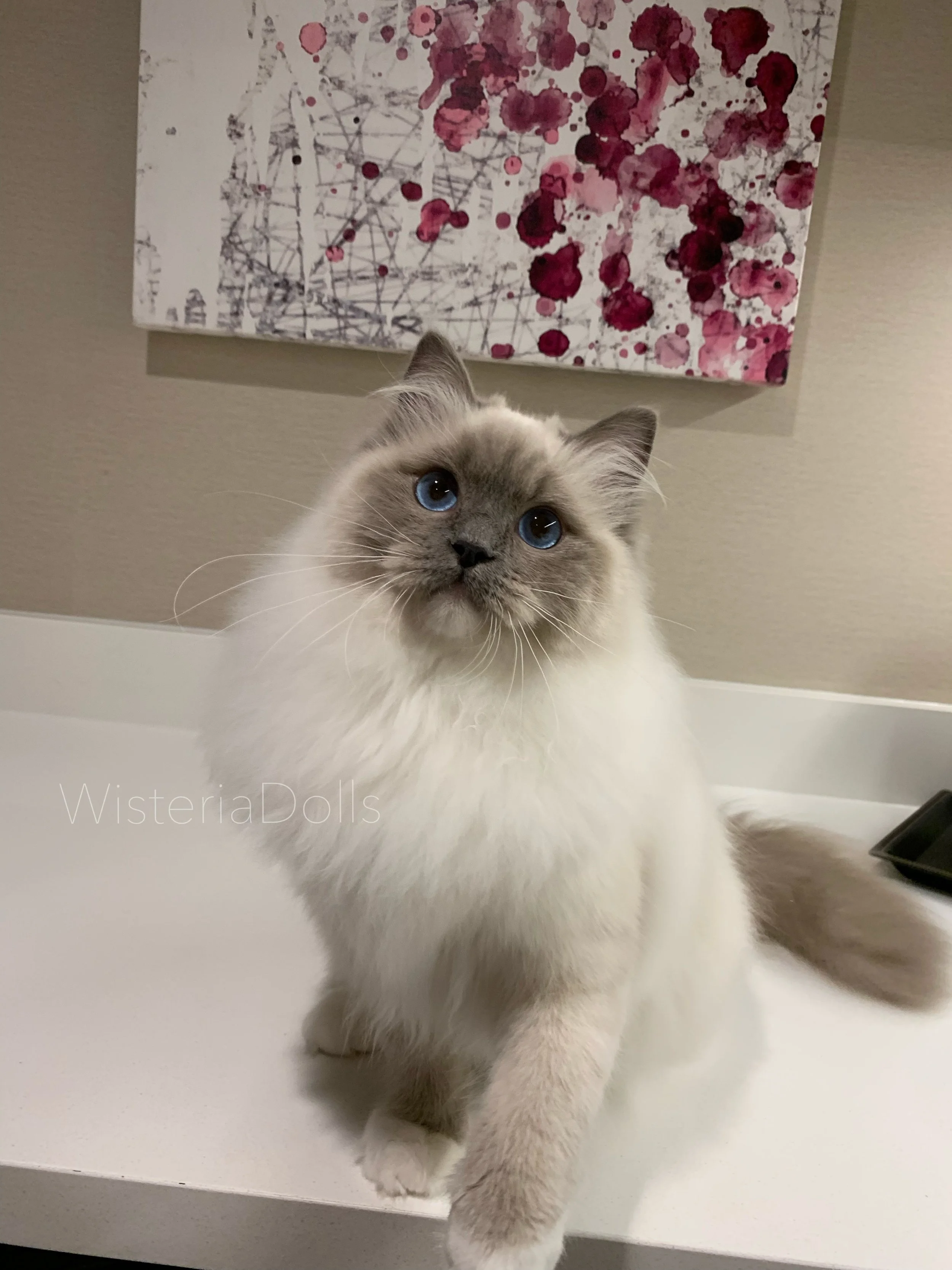 Romanee is looking for his furrever home. He is a 5 yo blue mitted boy with extremely sweet and affectionate temperament. Pictures were taken when he was a kitten. Video was taken when he was 1.5 year old at Toronto show. We will ask for a fee just t