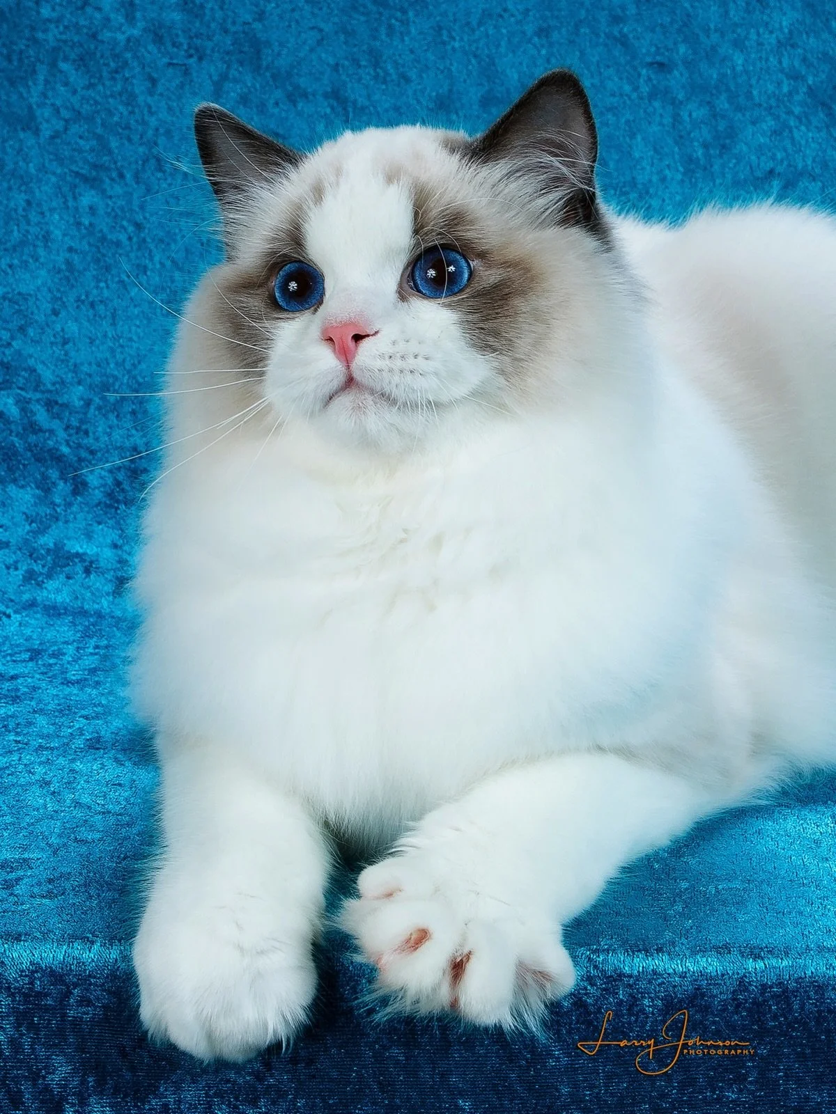 Sharing Luca&rsquo;s photos taken at the TICA Annual show.
Such a sweet adorable boy with a girly face!🩵
.
.
.
.
WisteriaDolls.com
.
.
.
#ragdoll #ragdollkitten #wisteriadolls #bluebicolor #kitten