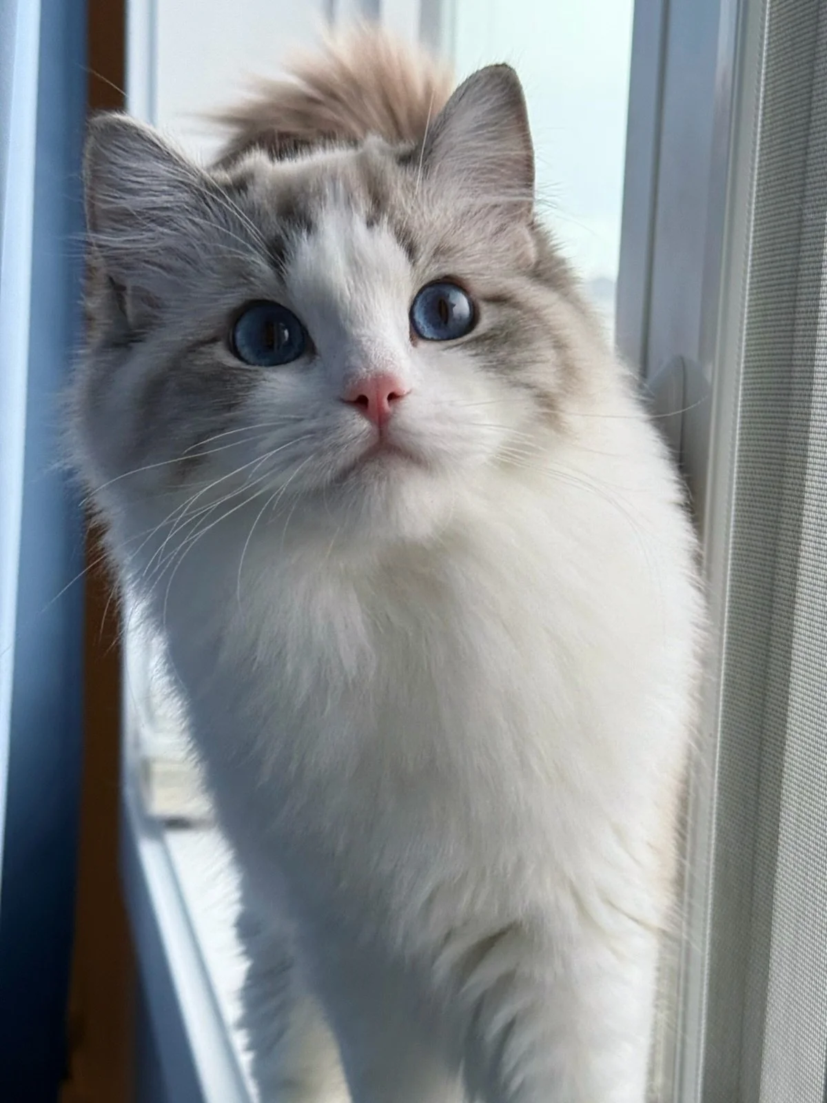 Carrie loves her birdwatching spot.
She&rsquo;s such a pretty, smart and affectionate girl!
💛Marlcreek Causin a Commotion AKA Carrie💛
.
.
.
.
WisteriaDolls.com
.
.
#ragdoll #wisteriadolls #kitten #ragdollkitten #catmodel