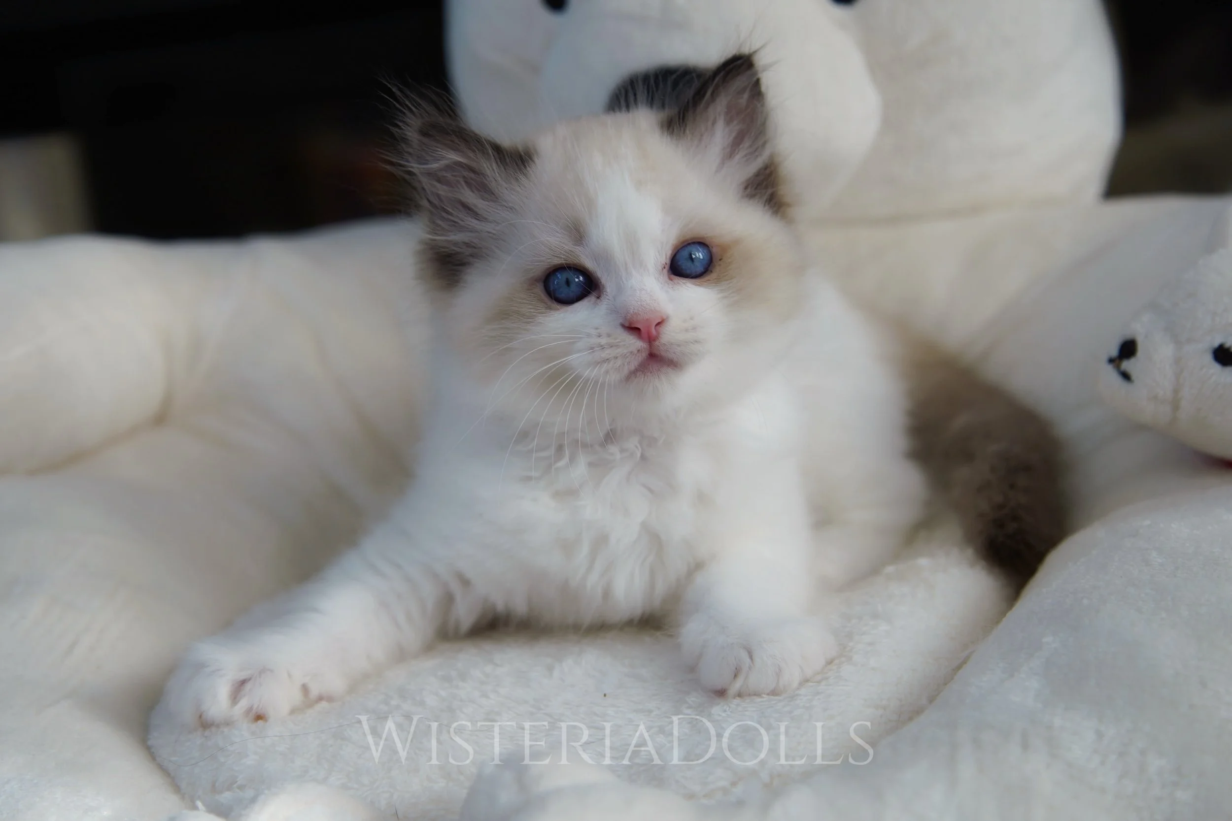 And this handsome seal bicolor boy is something special🐱
Love his silky coat.
.
.
Proud parents are:
🩵Usapurrs Romanee of WisteriaDolls
💛WisteriaDolls Peach Quencher
.
.
WisteriaDolls.com
.
.
.
#ragdoll #sealbicolor #kitten #ragdollkitten #kittenl