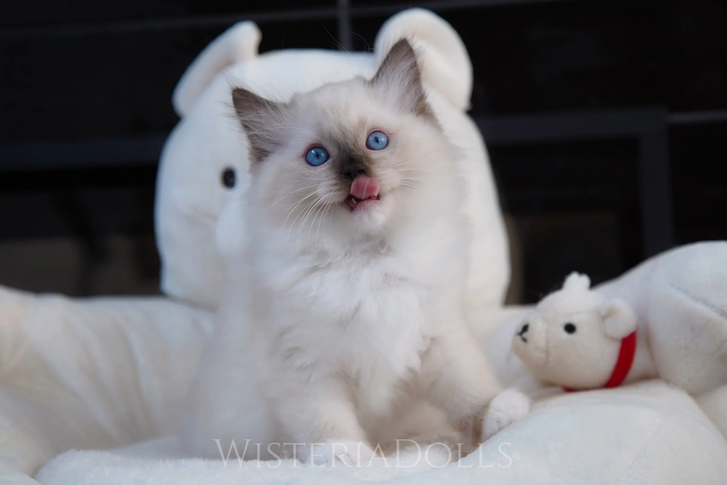 Lovely seal mitted boy from Peach X Romanee August litter.
Cute eh?
.
.
.
WisteriaDolls.com
.
.
.
.
#ragdoll #kitten #sealmitted #ragdollkitten #petportrait