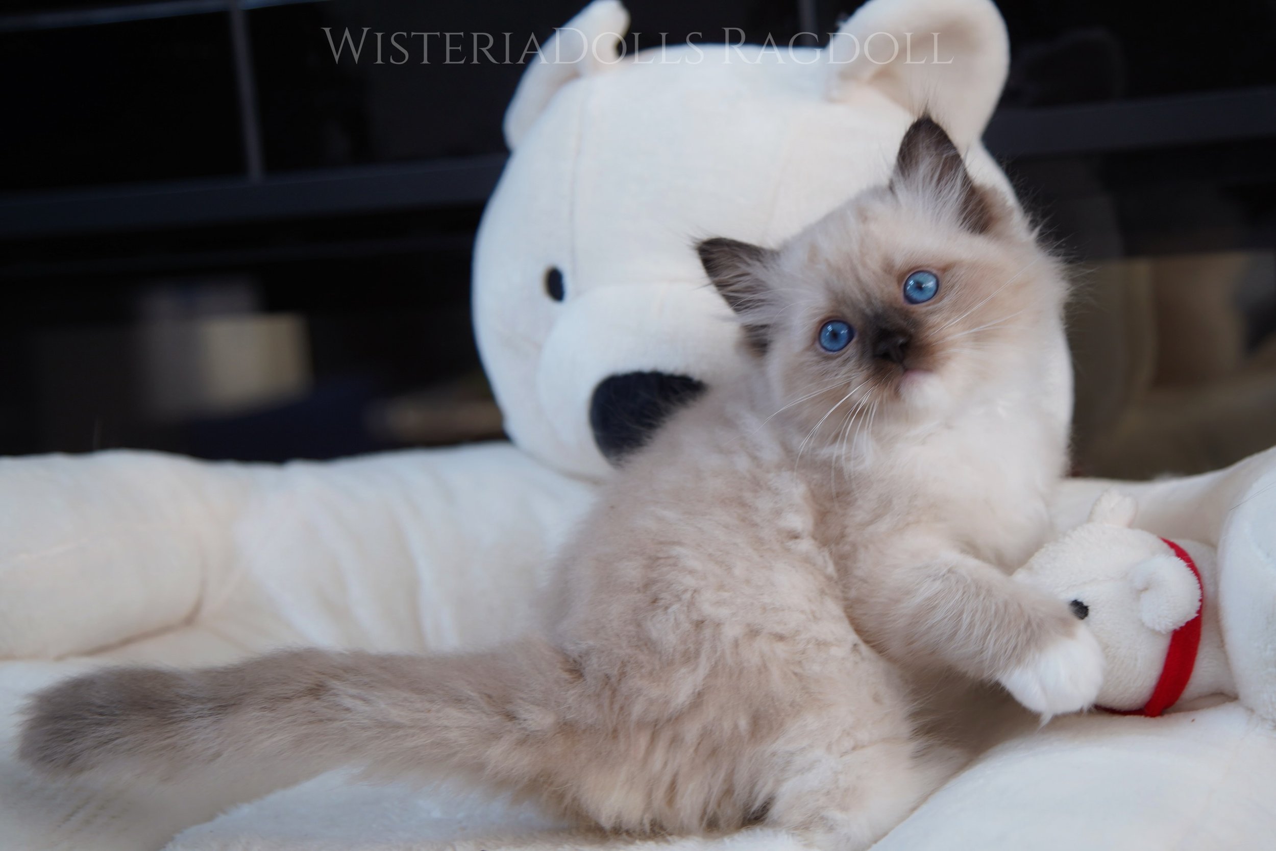 The bravest funny boy in the litter with super sweet and affectionate temperament!😸
He&rsquo;s always happy. Love watching his development.
.
.
Peach X Romanee
Seal mitted Ragdoll - Under evaluation.
.
.
.
WisteriaDolls.com
.
#ragdoll #kitten #ragdo