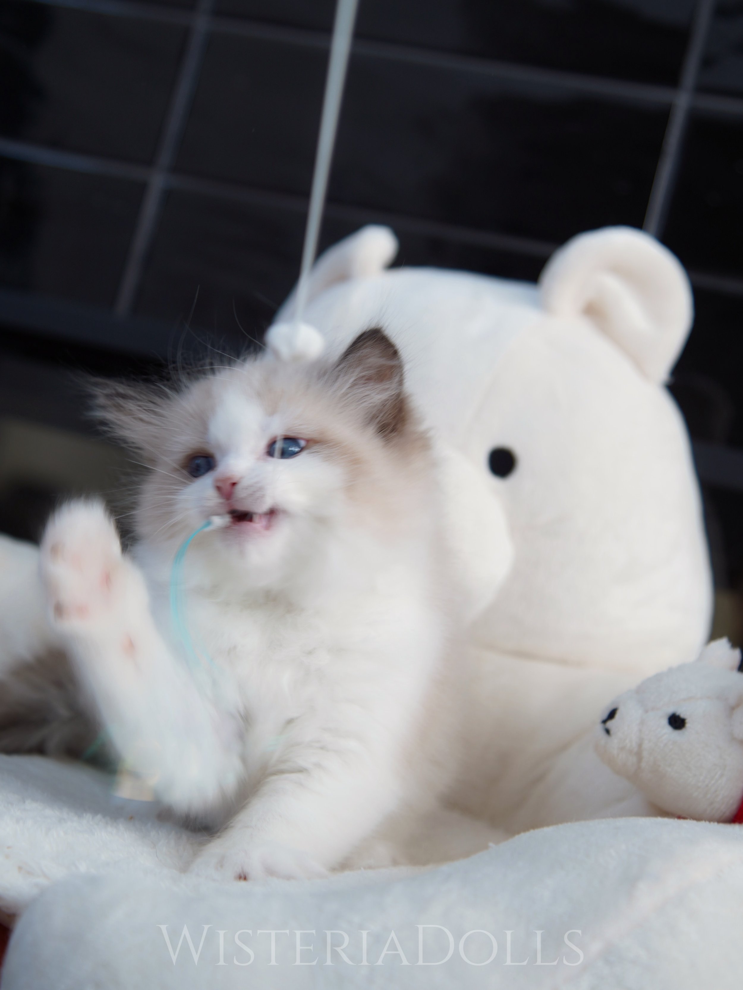 Happy Canadian Thanksgiving!
Sharing today&rsquo;s cutie. A playful seal bicolor boy from our seal litter Peach X Romanee.
He&rsquo;s very talkative and energetic. It was very hard to capture nice photos for him since he moved too fast!
.
.
.
Wisteri