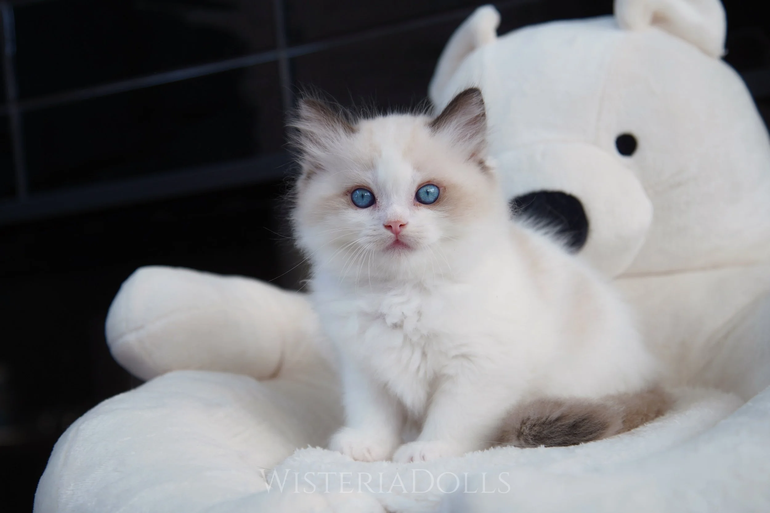 A cute and sassy pet quality seal bicolor boy (green collar) from Peach &amp; Romanee.
He is the biggest one in the litter who weighs 1370g at 8 wks old. Gonna be a giant with soft heart in the future.