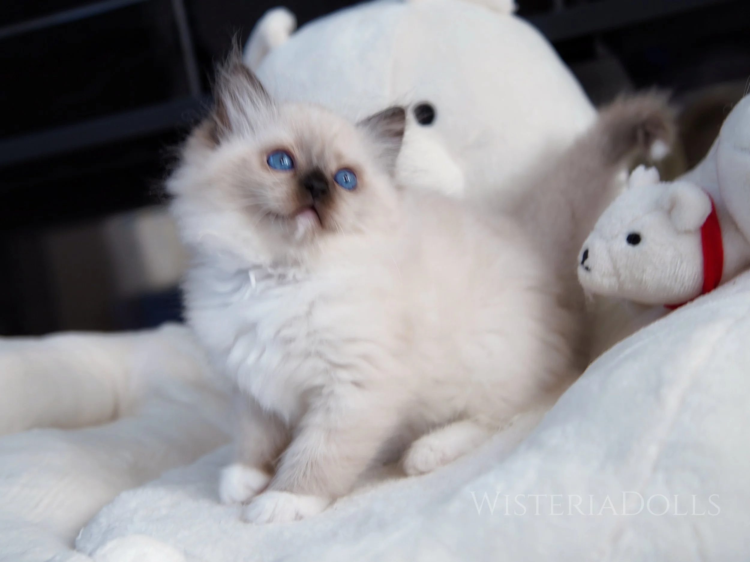 Not the best photo - She needs time to grow and I need to fix my shaking hands when I hold the camera. It&rsquo;s heavy🤦&zwj;♀️&hellip;
My last white tail tip was like 5 years ago. We had a seal bicolor with white tail tip, and a seal lynx mitted wi