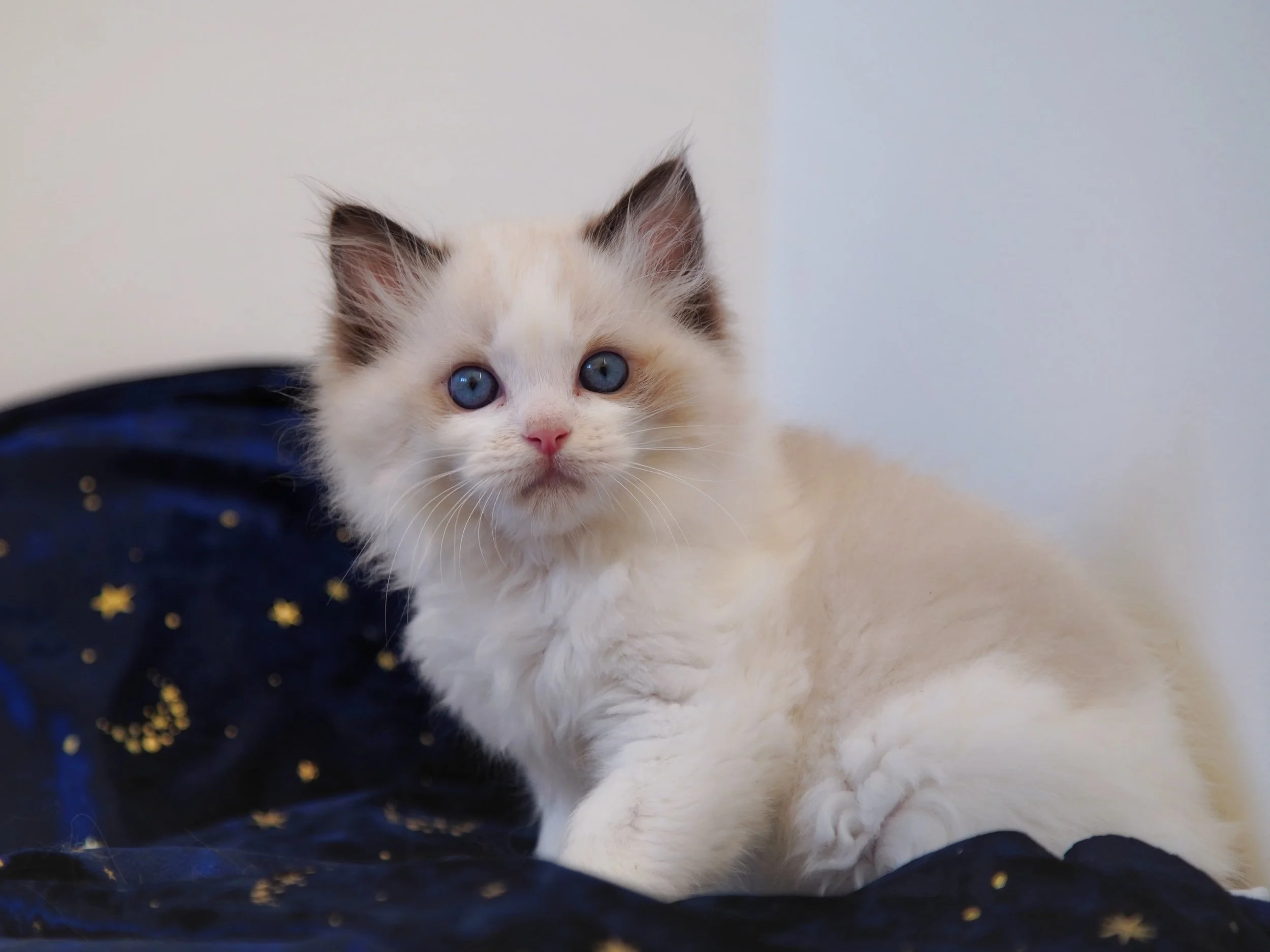 Pretty boy.
Under evaluation. He has very good potential and I truly love his perfect silky coat.🥰
.
.
.
.
WisteriaDolls.com
.

#ragdoll #ragdollkitten #kitten #kittenlove #sealbicolor