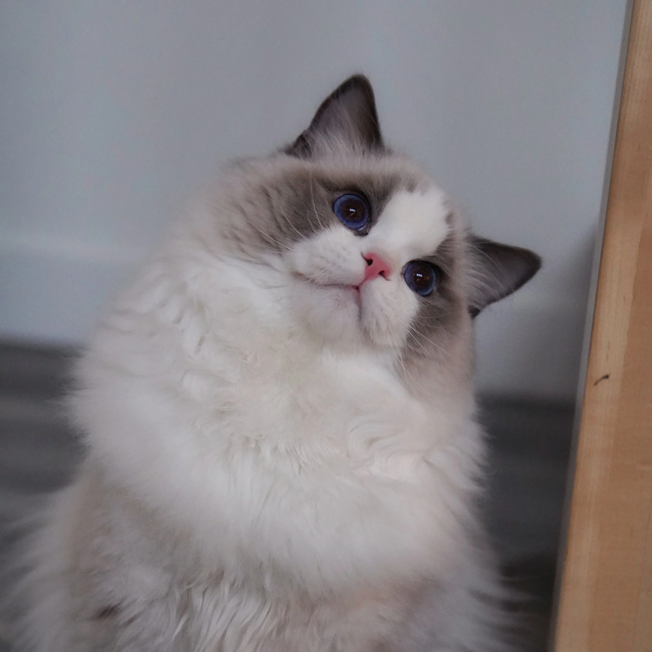Good morning Luca🩵
#ragdoll #ragdollkitten #wisteriadolls #bluebicolor
