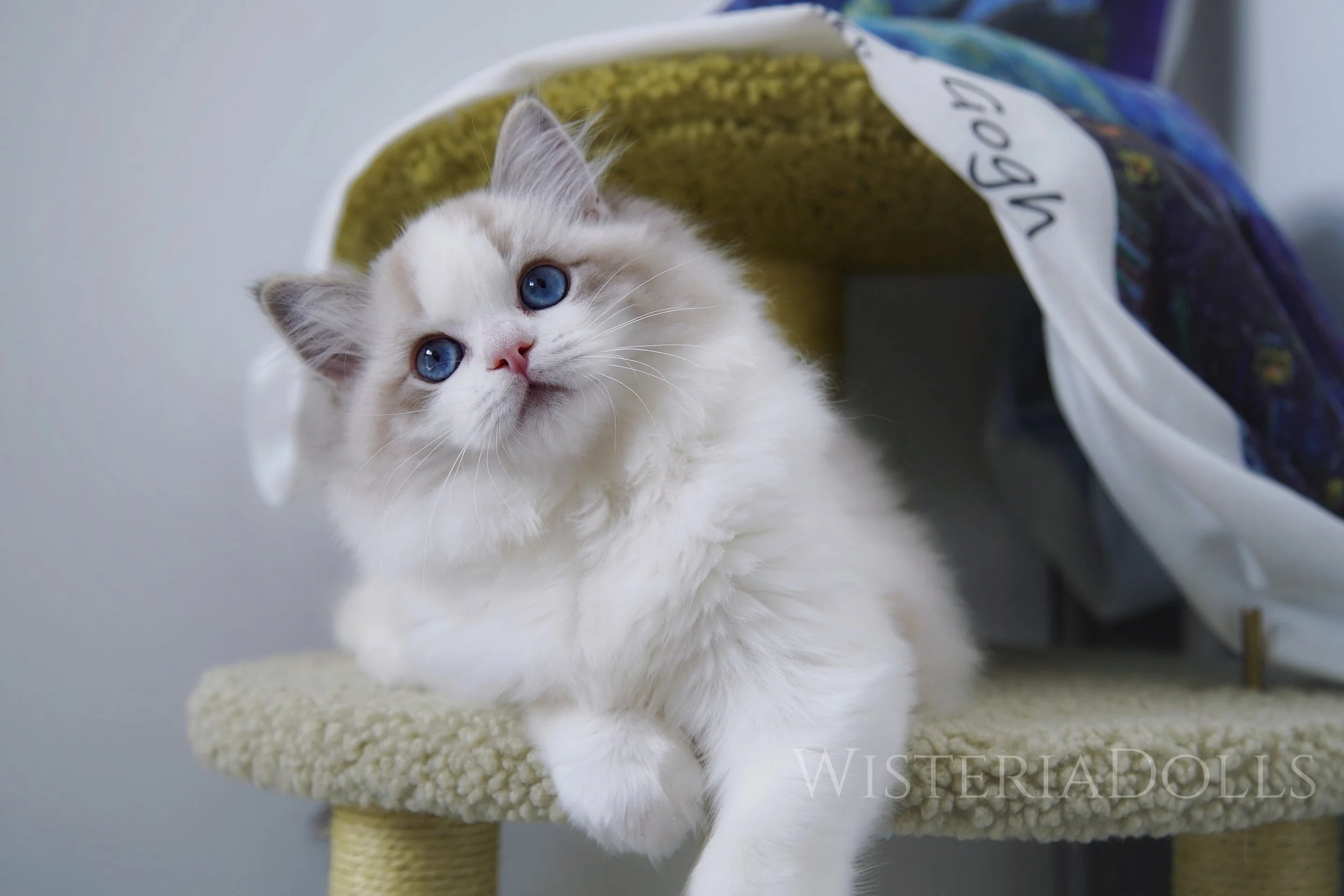 Willette Ragdoll WisteriaDolls Ragdoll Cattery - Winnipeg Manitoba Canada