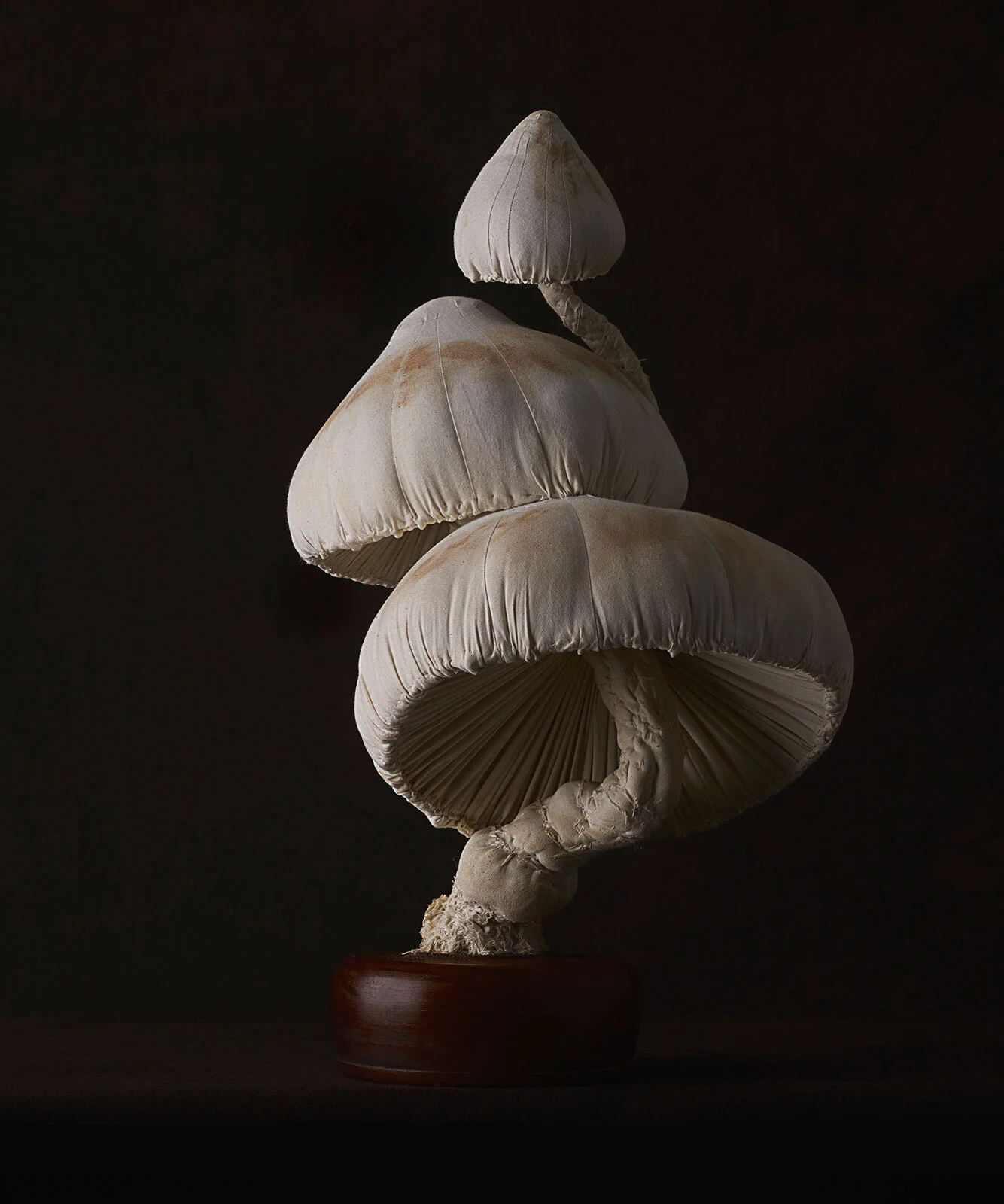 untitled_misterfinchstoadstools_2015_no5_20x24.jpg