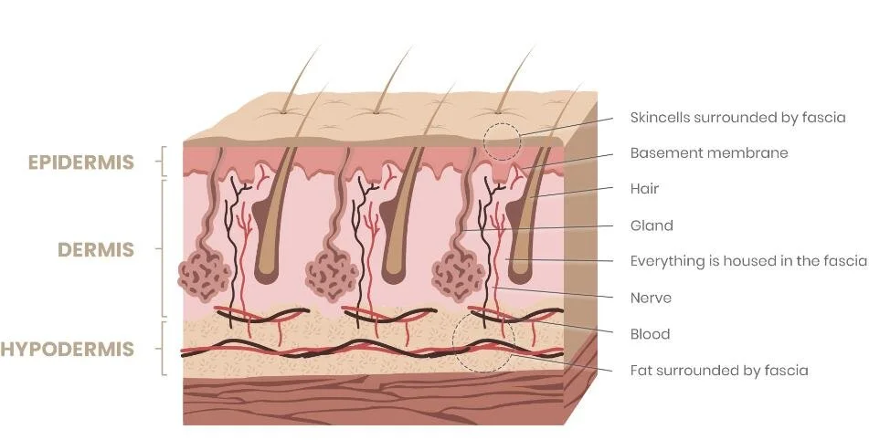 posts_skinregen_part1_skinv3_1944x.jpg