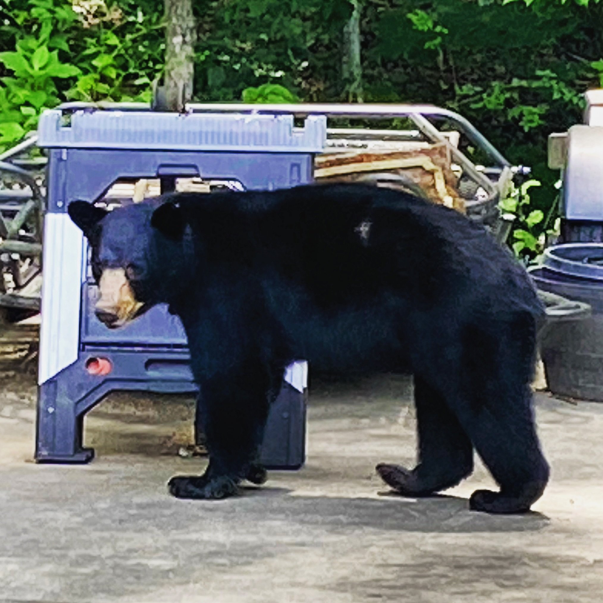 &ldquo;Bear&rdquo; with us!

Due to high call volumes we are unable to do gutter repairs at this time, but are still installing and cleaning! We are working on growing our crew, so we can get back to serving you. 

For information on what services we