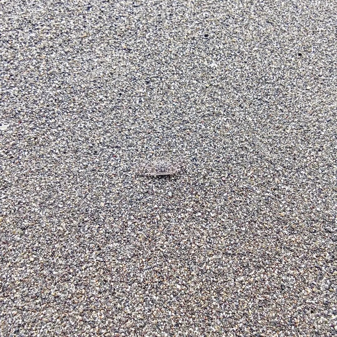 Zoom in to see the very well camouflaged crab