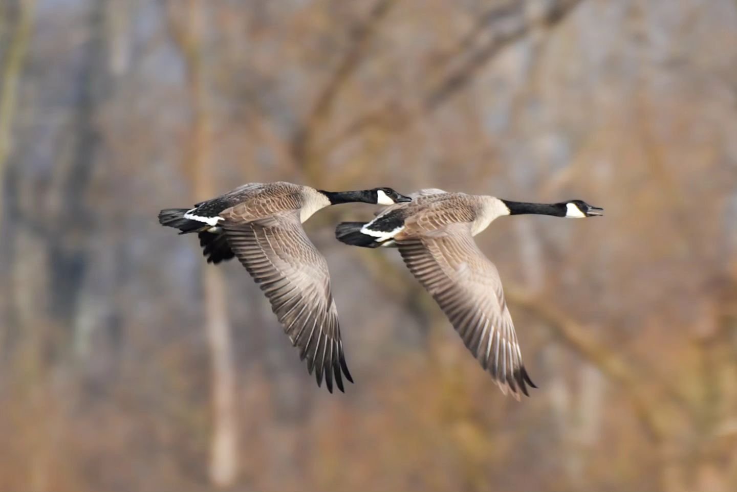 I didn't know if this is intentional, but very often when I see geese flying their wing flaps are in sync