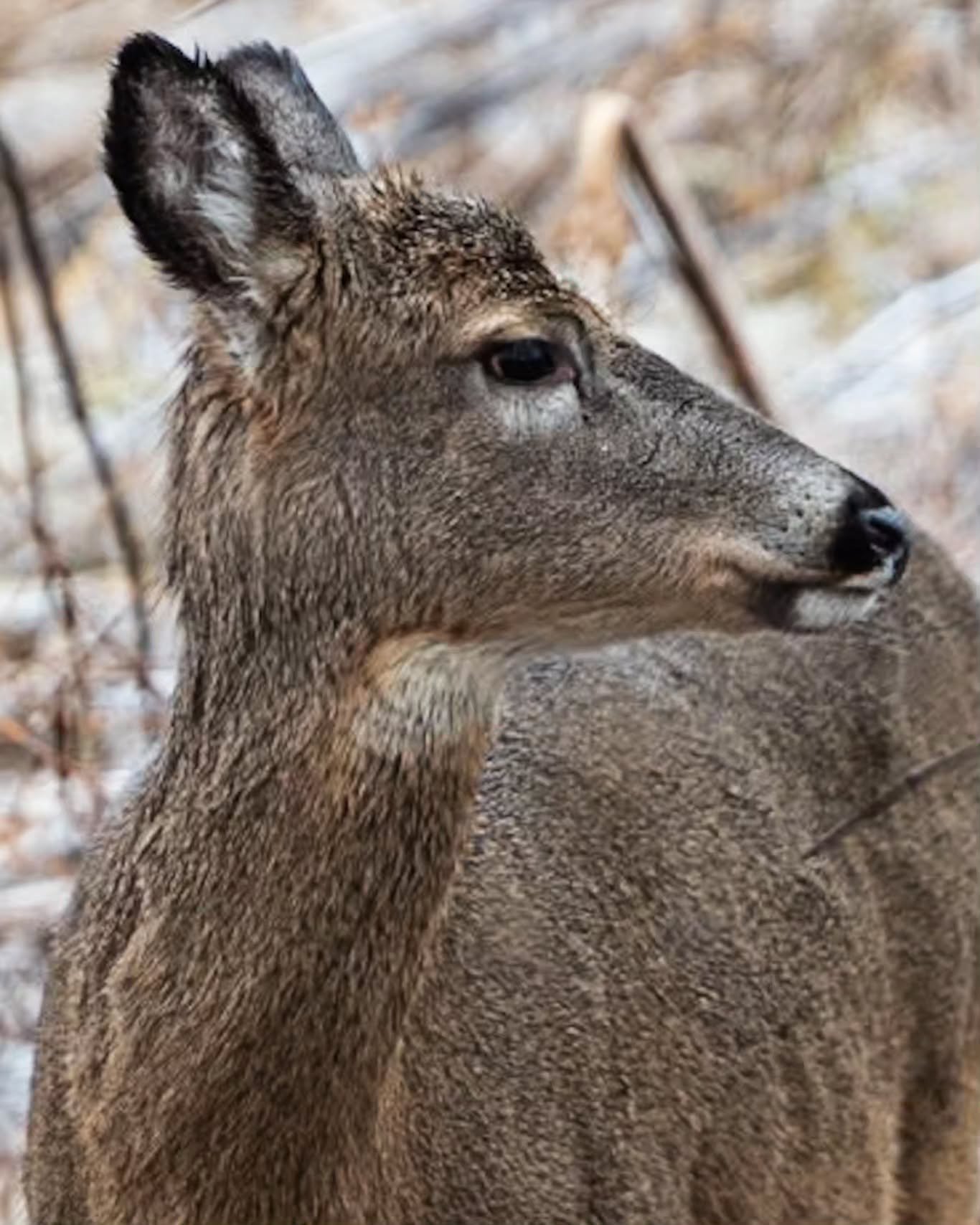 I saw her peeking through the frozen brush as I was about to finish my slippery, foggy walk the morning after a recent ice storm. I think she was as curious about me as I was about her.