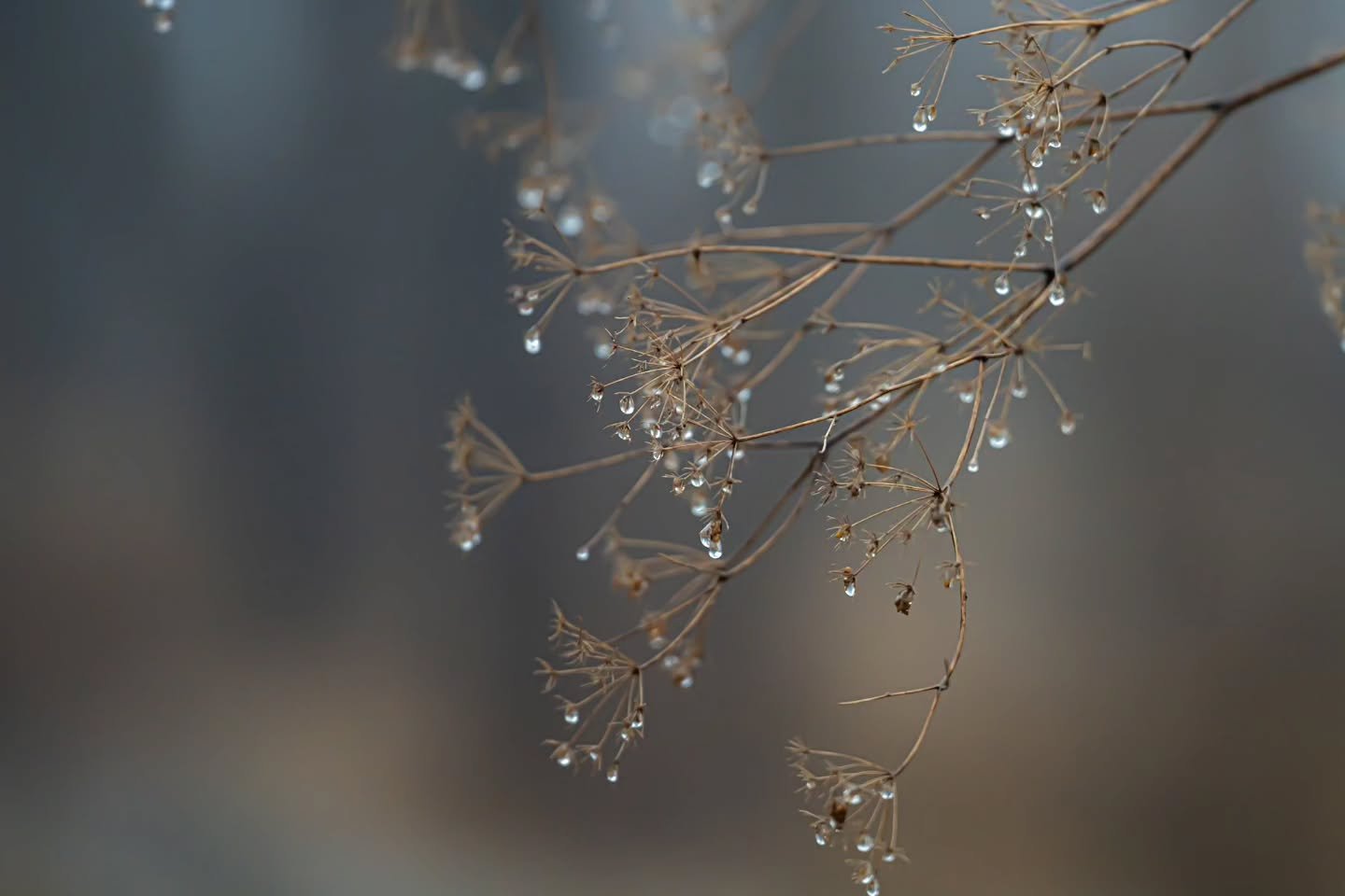 Frozen water droplets