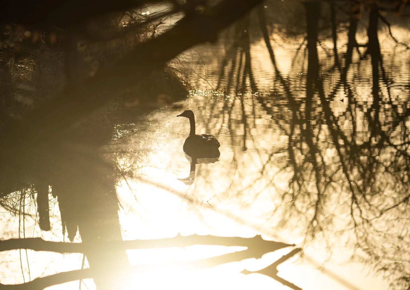 A goose quietly floating in a pool of sunlight