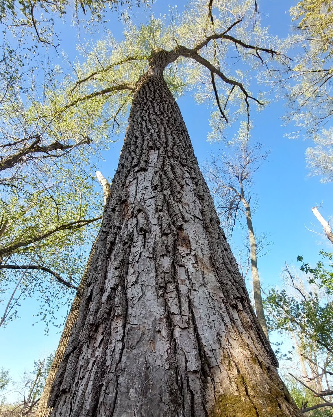 Cottonwood in spring