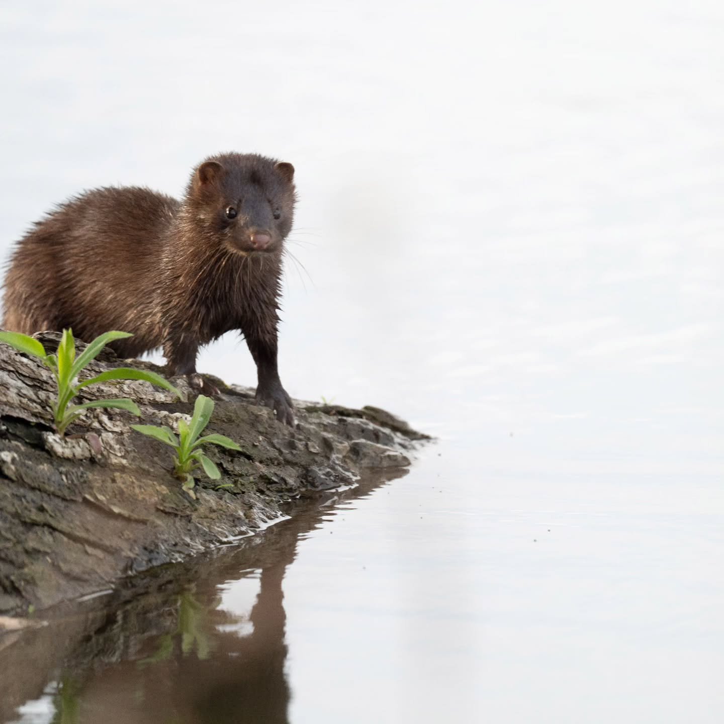 Mink on the shore of the Cedar River near my favorite sitting spot