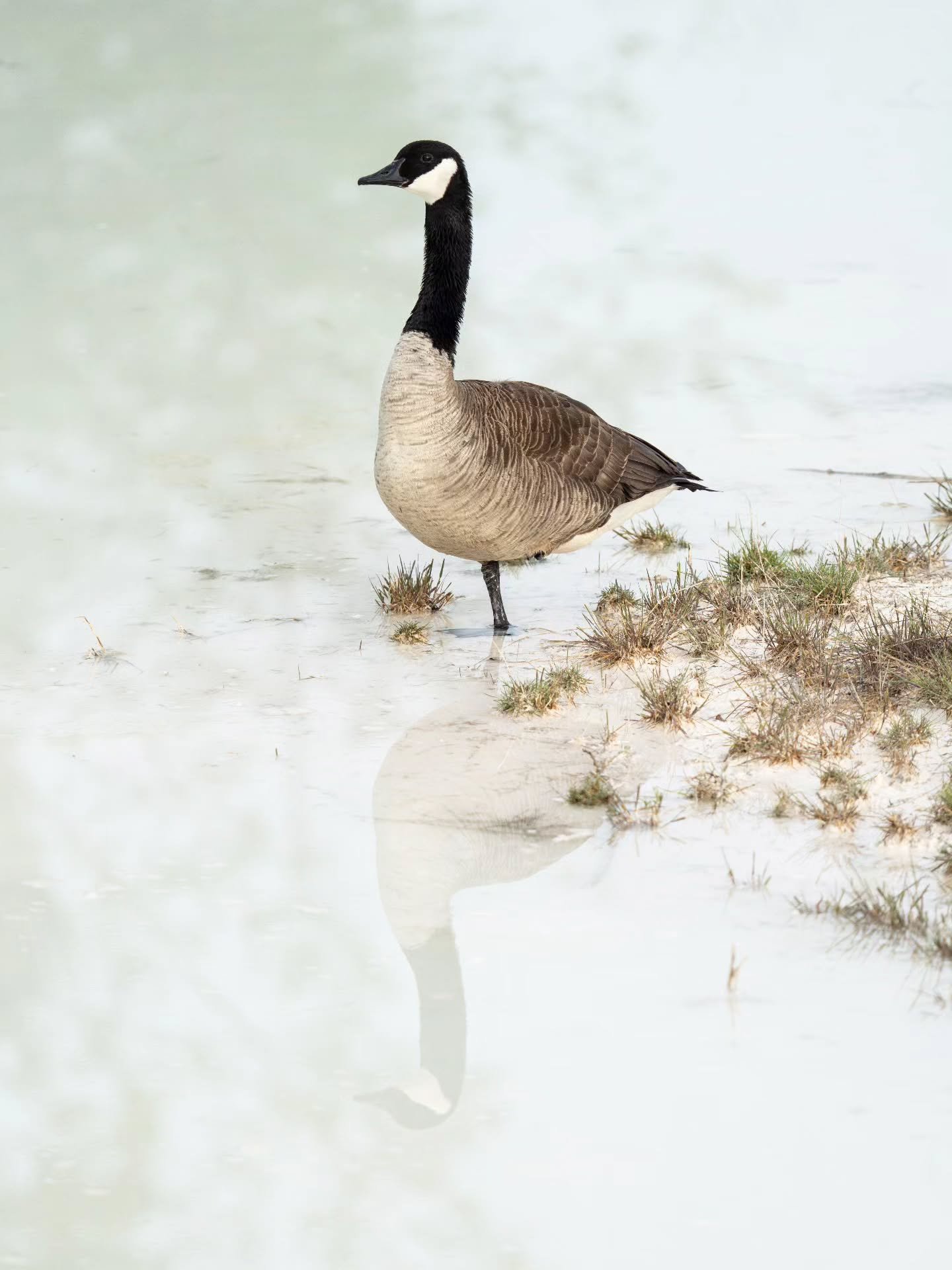 &quot;Be still and know that I am Goose.&quot;